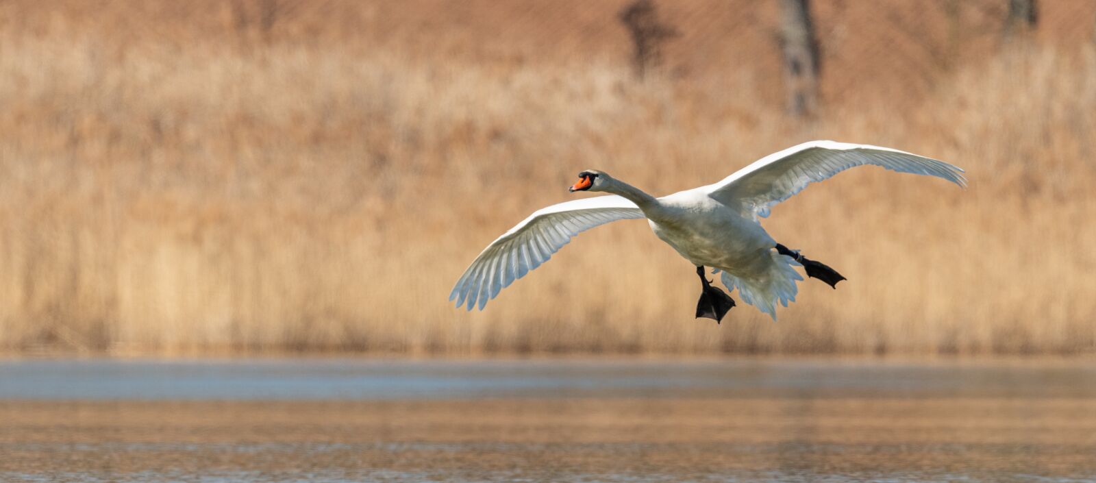 Nikon D850 sample photo. Swan, bird, white photography