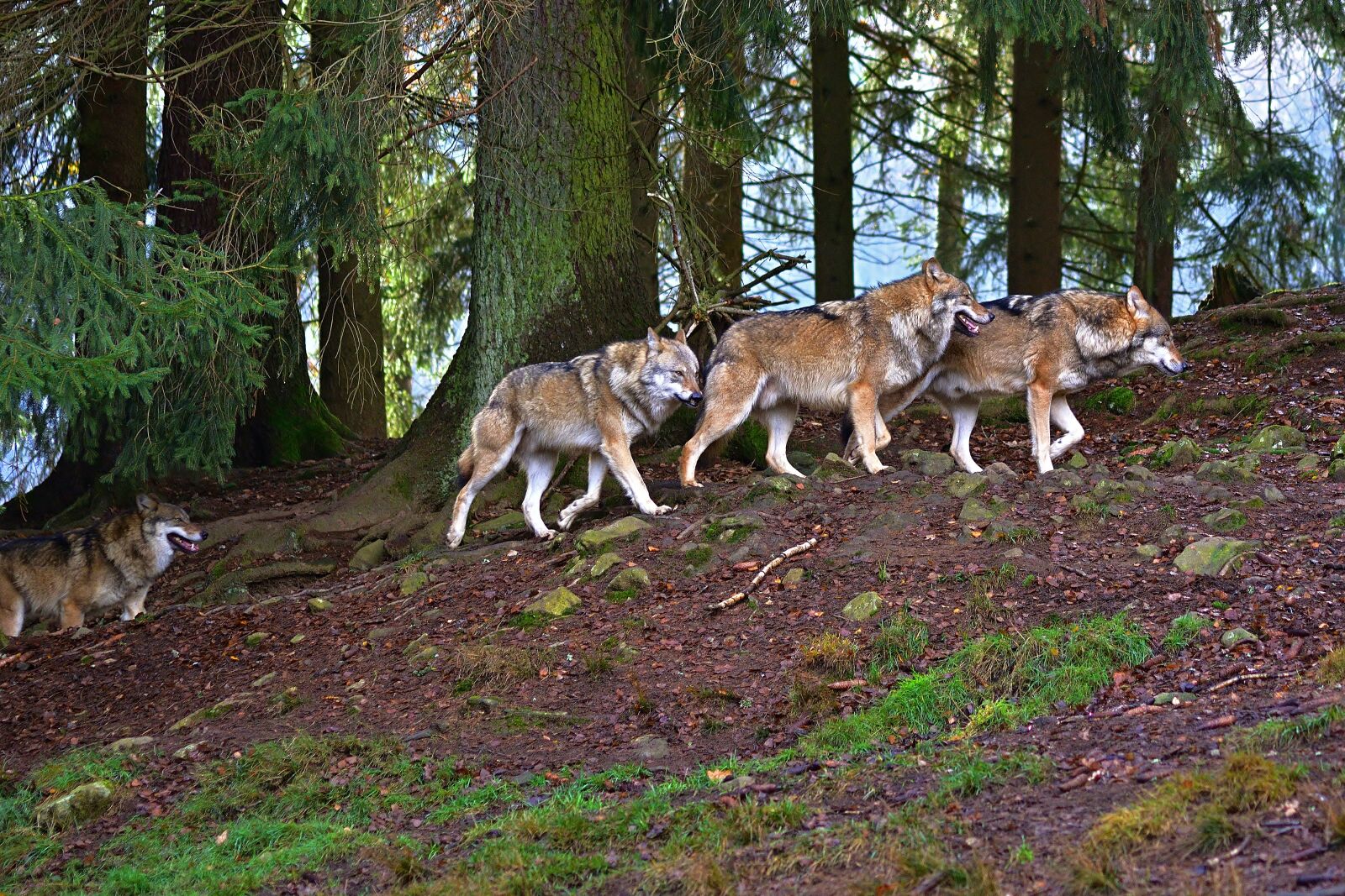 Nikon D5200 sample photo. Forest, wolves, nature photography