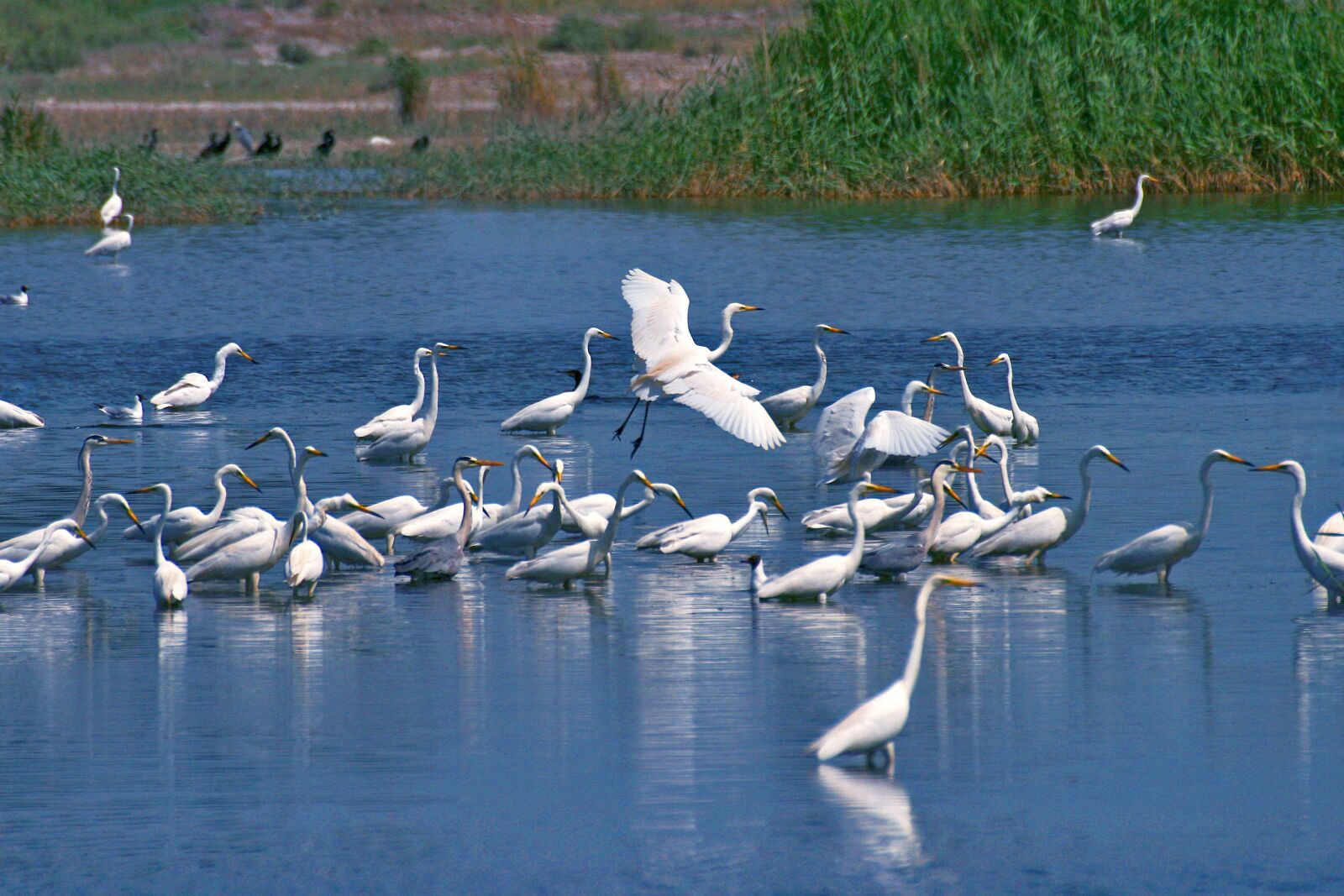 Canon EOS 400D (EOS Digital Rebel XTi / EOS Kiss Digital X) sample photo. Water, birds, in photography