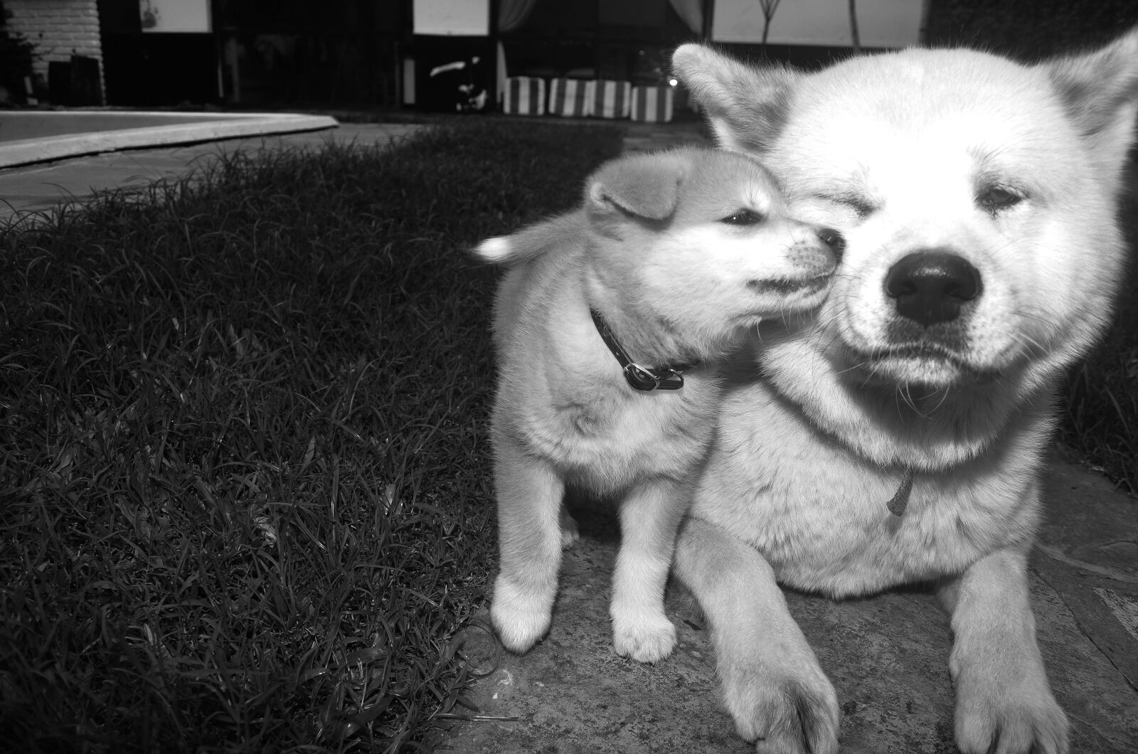 Nikon D5100 sample photo. Dogs, akita inu, pope photography