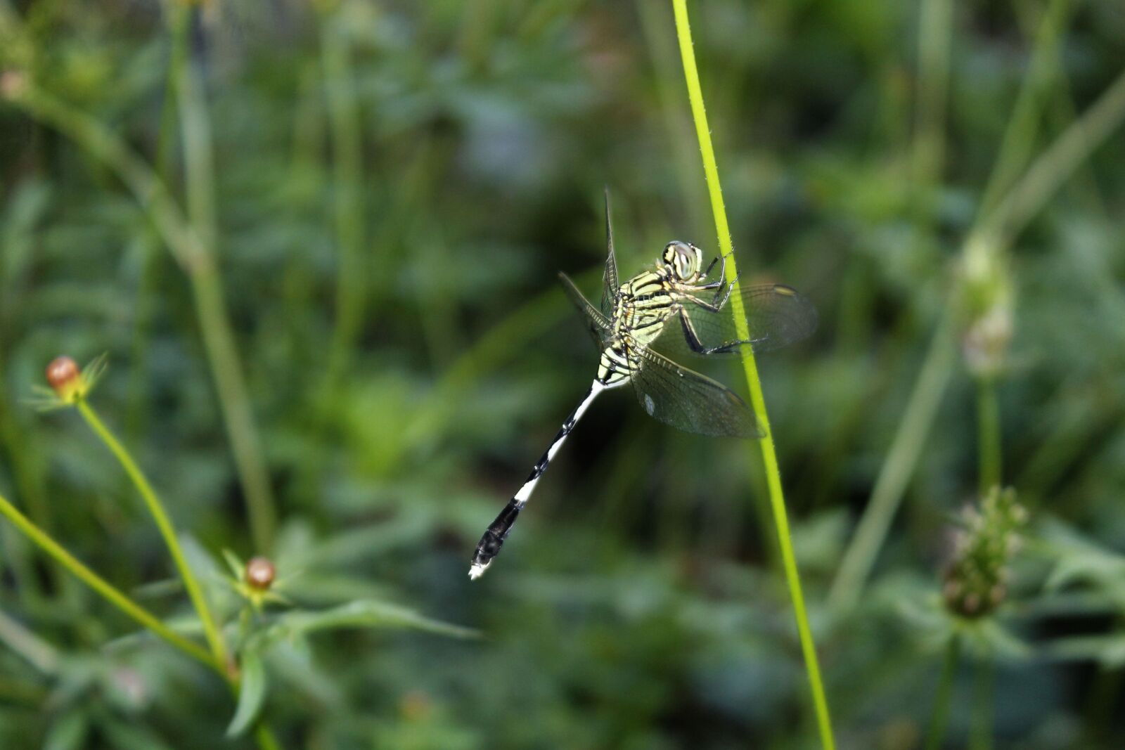 Canon EOS 1100D (EOS Rebel T3 / EOS Kiss X50) sample photo. Dragonflies, insect, animal photography