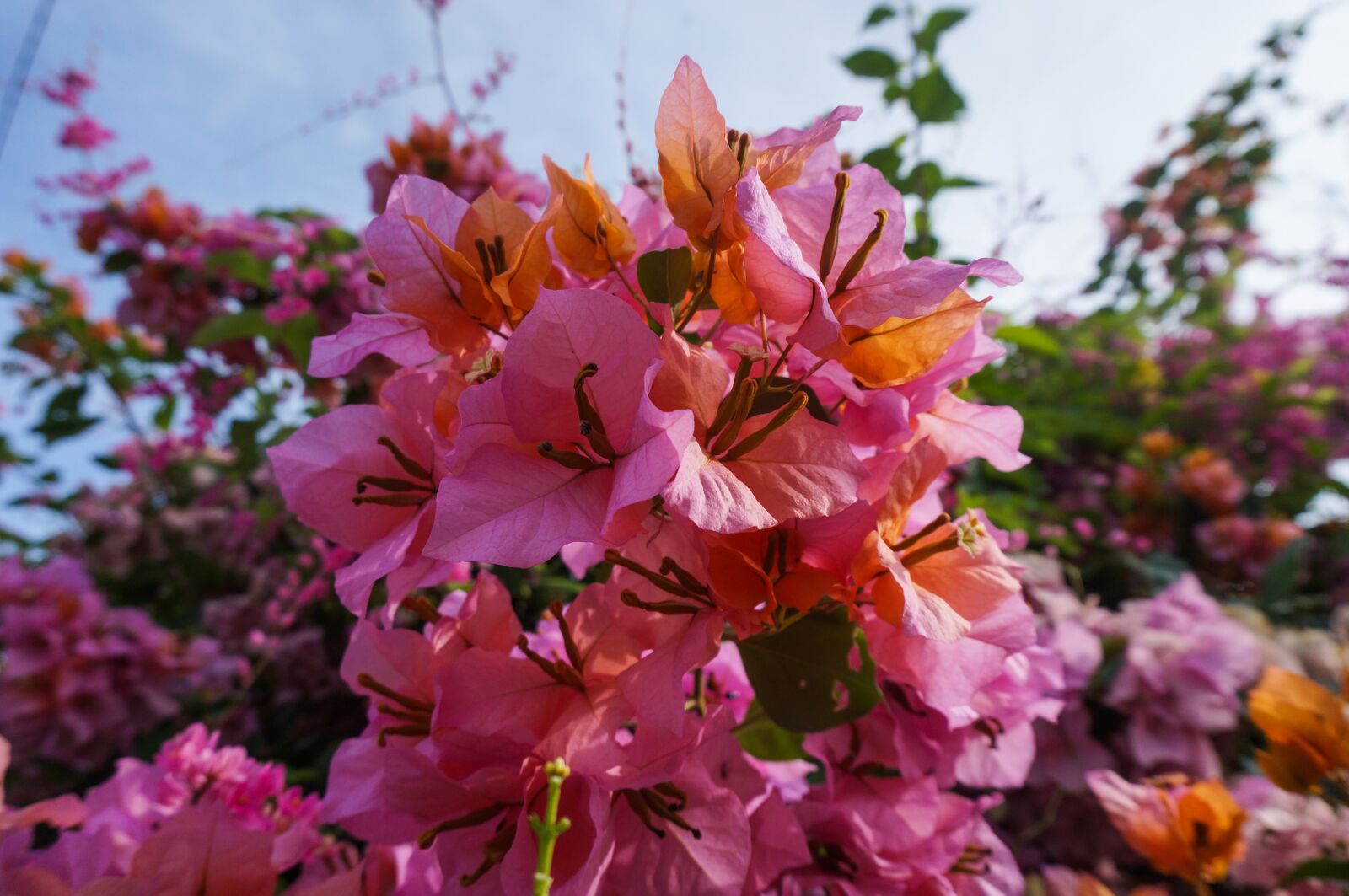 Sony Alpha NEX-3N + Sony E 16-50mm F3.5-5.6 PZ OSS sample photo. Flowers, nature, plant photography