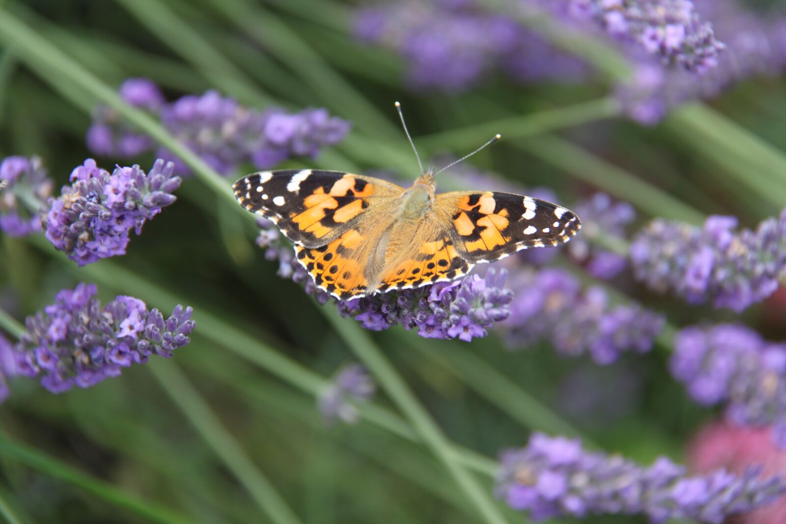 Canon EOS 500D (EOS Rebel T1i / EOS Kiss X3) sample photo. Butterfly, lavender, nature photography