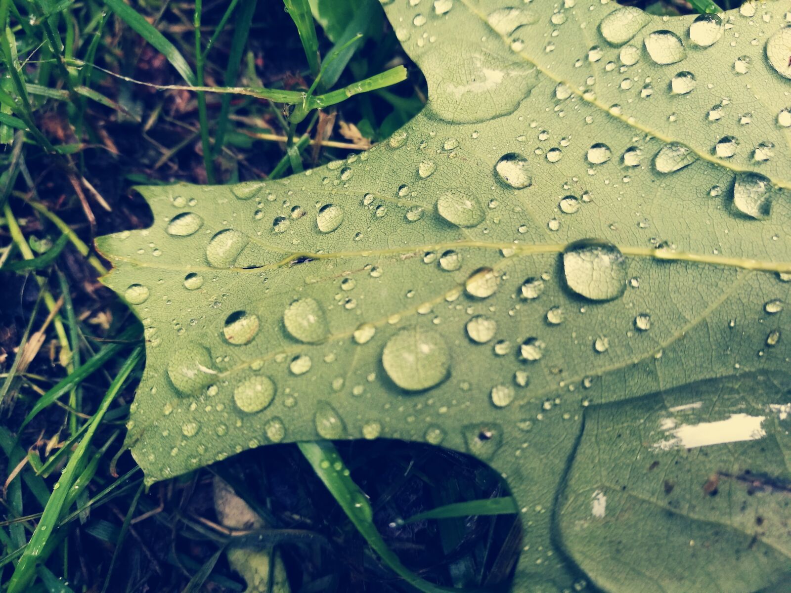 HUAWEI P9 sample photo. Leaf, rain drops, water photography