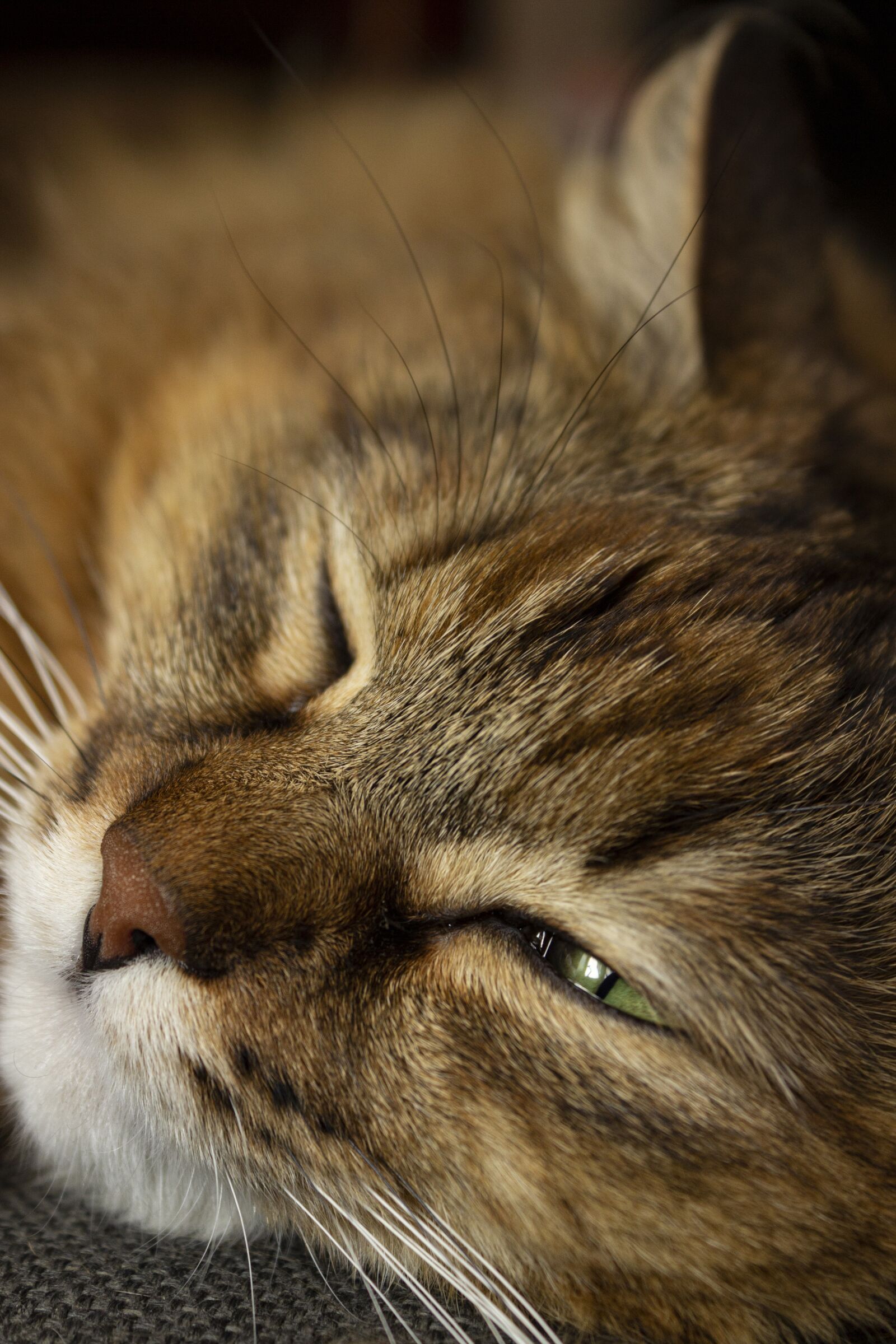Canon EOS 600D (Rebel EOS T3i / EOS Kiss X5) sample photo. Animal, background, calm photography