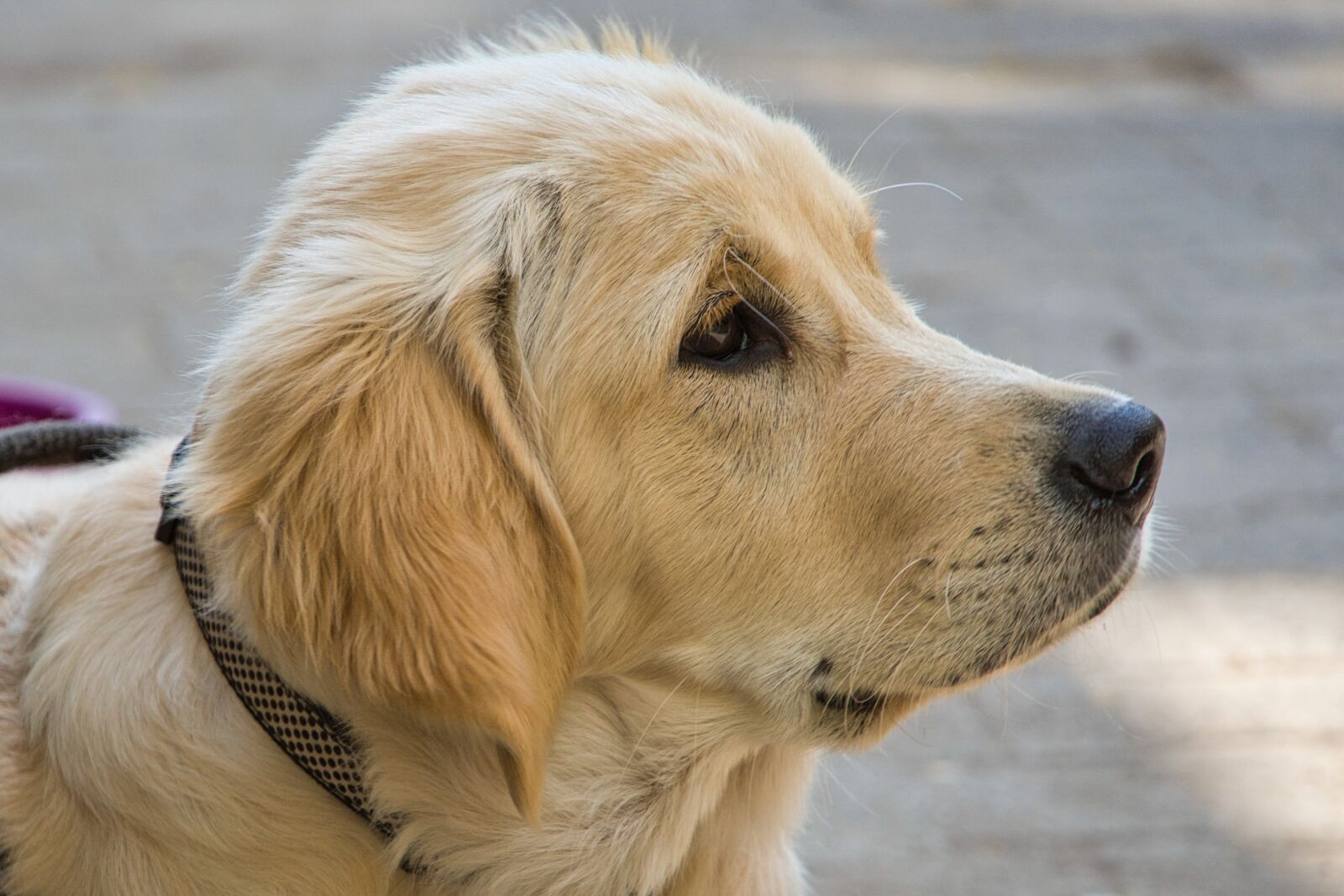 Sony a6400 sample photo. Golden retriever, dog, puppy photography