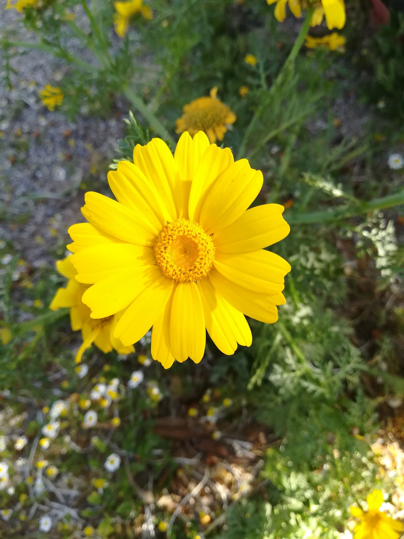 HUAWEI P10 lite sample photo. Margarita, spring photography