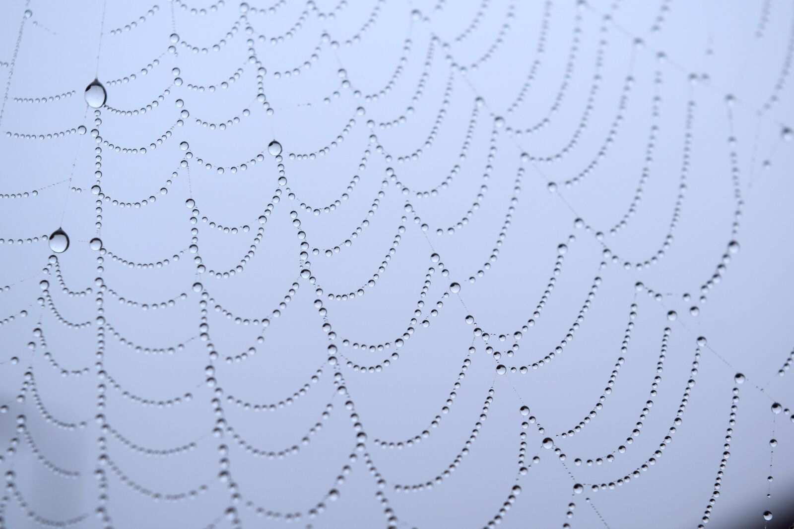 Nikon D3300 sample photo. Cobweb, raindrops, web photography