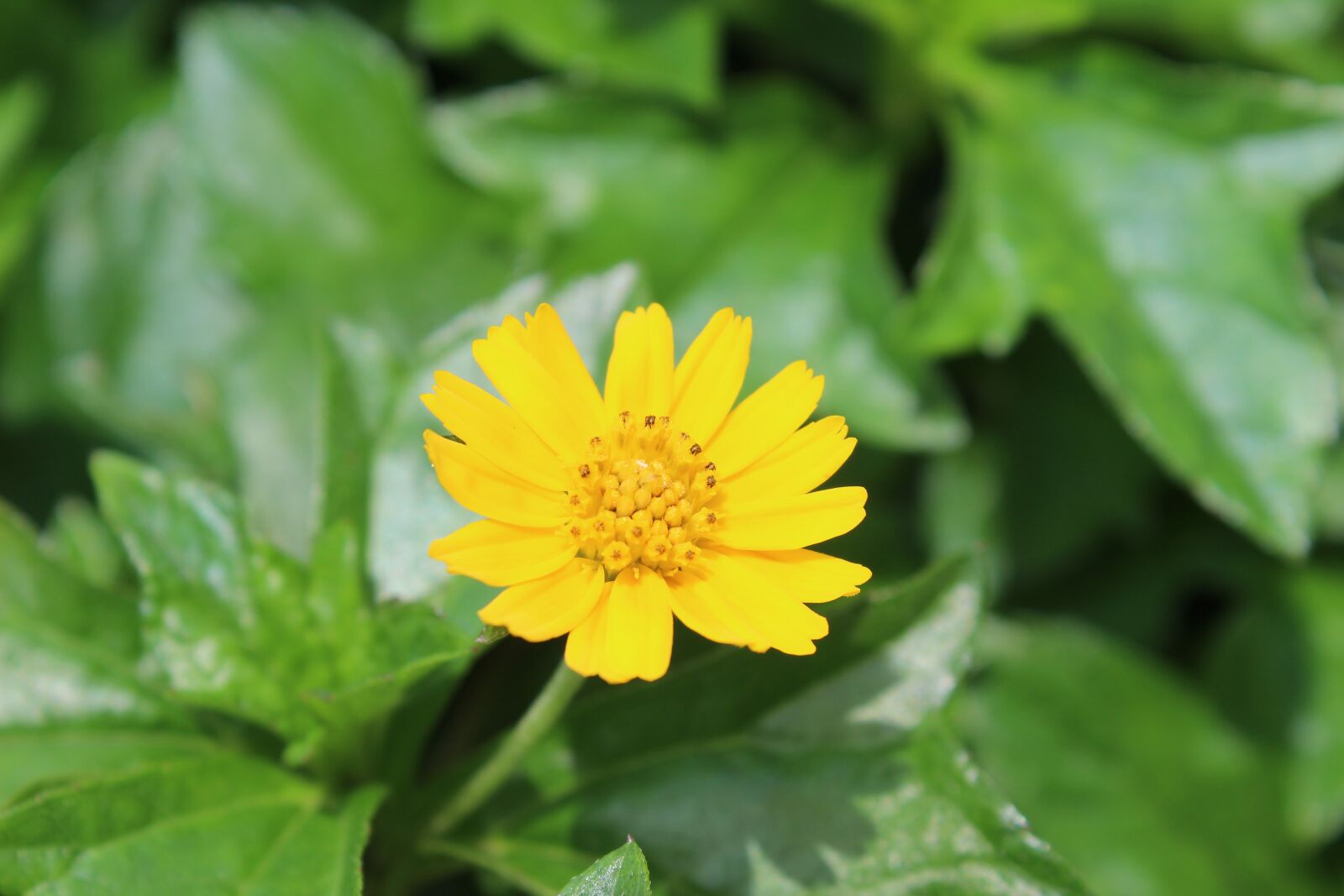 Canon EOS 600D (Rebel EOS T3i / EOS Kiss X5) sample photo. Yellow, flower, bloom photography