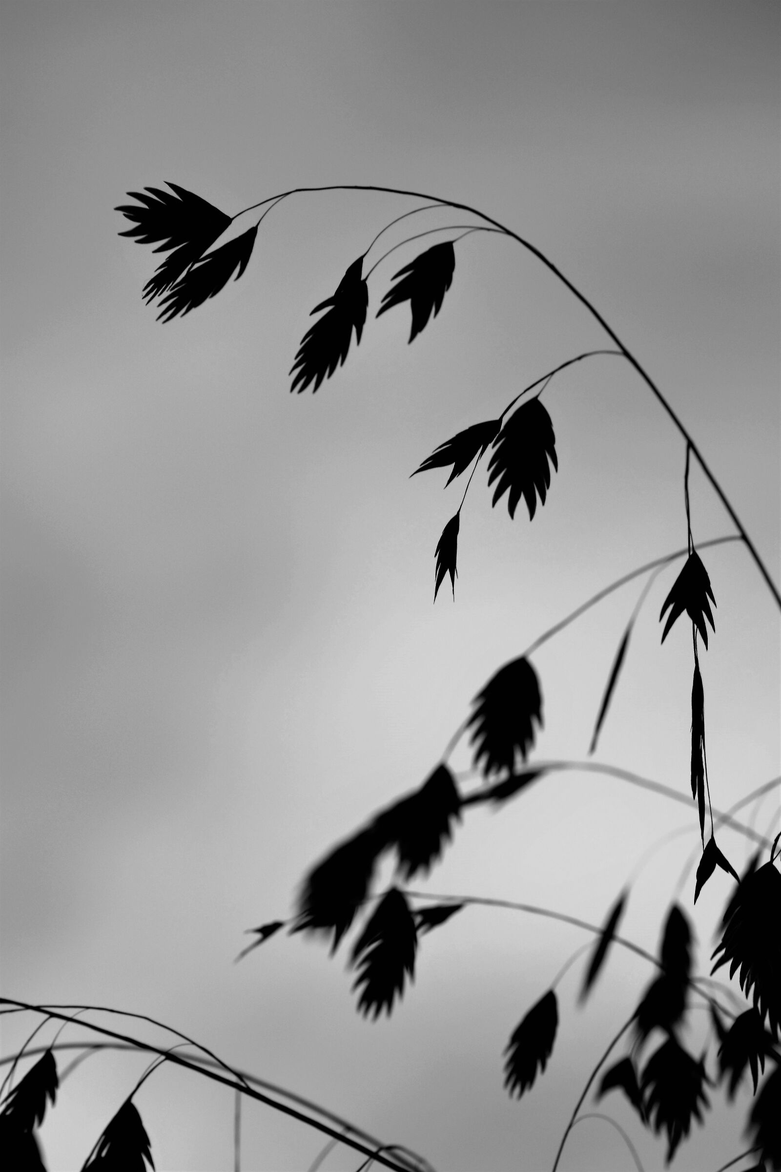 Nikon D5500 sample photo. Grass, plant, black and photography