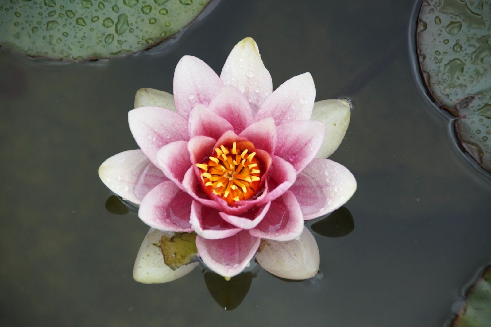 Sony SLT-A58 sample photo. Waterlily, water, plant photography