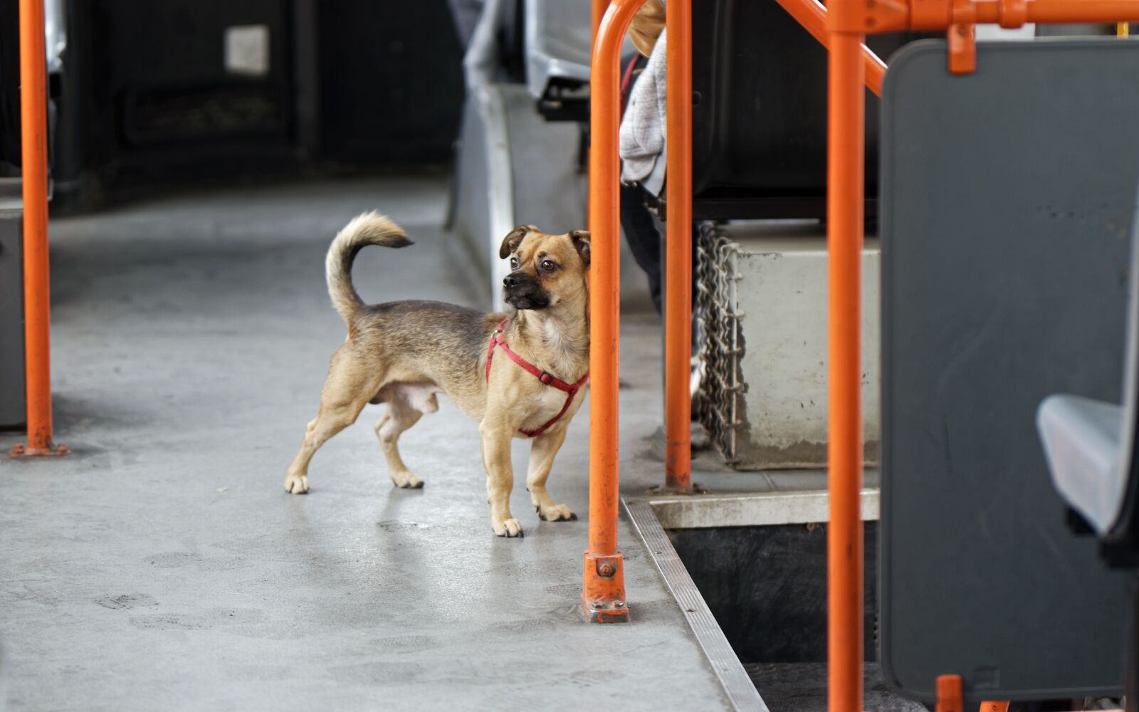 Nikon D5300 sample photo. Dog, pet, canine photography