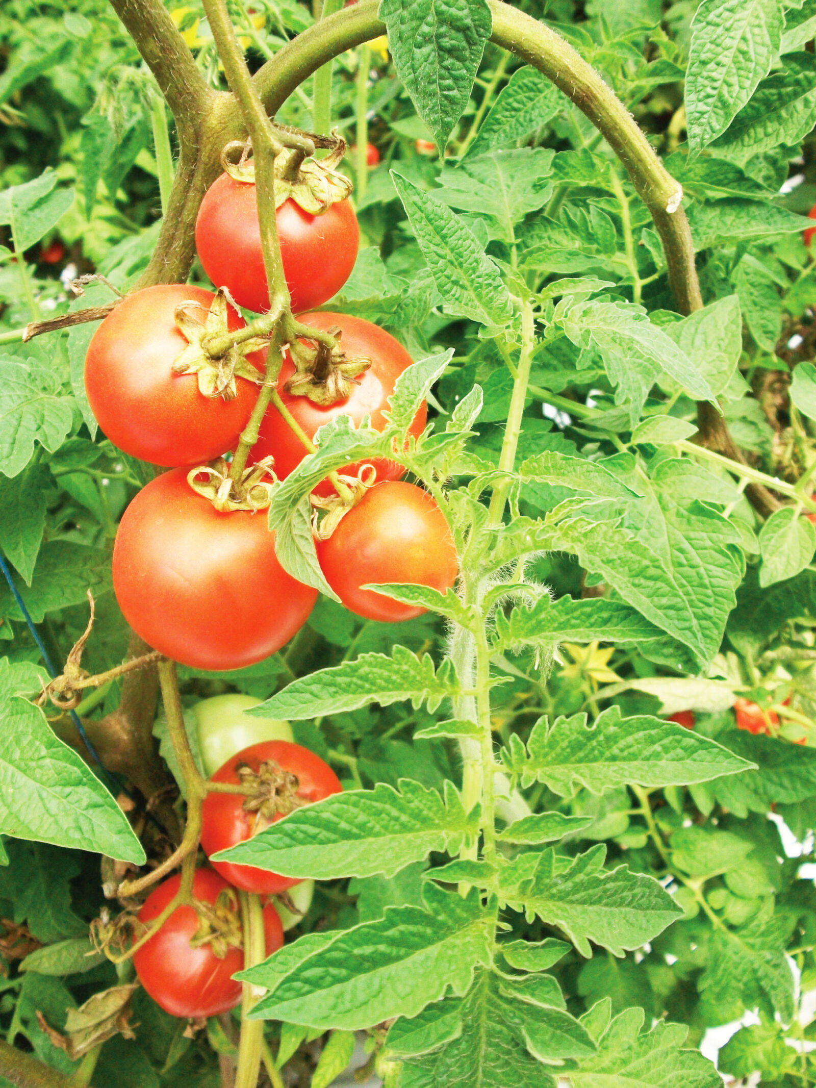 Fujifilm A170 A180 sample photo. Farming, tomatoes photography