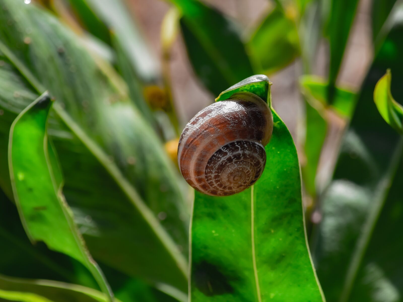 Nikon D3300 sample photo. Nature, flora, leaf photography