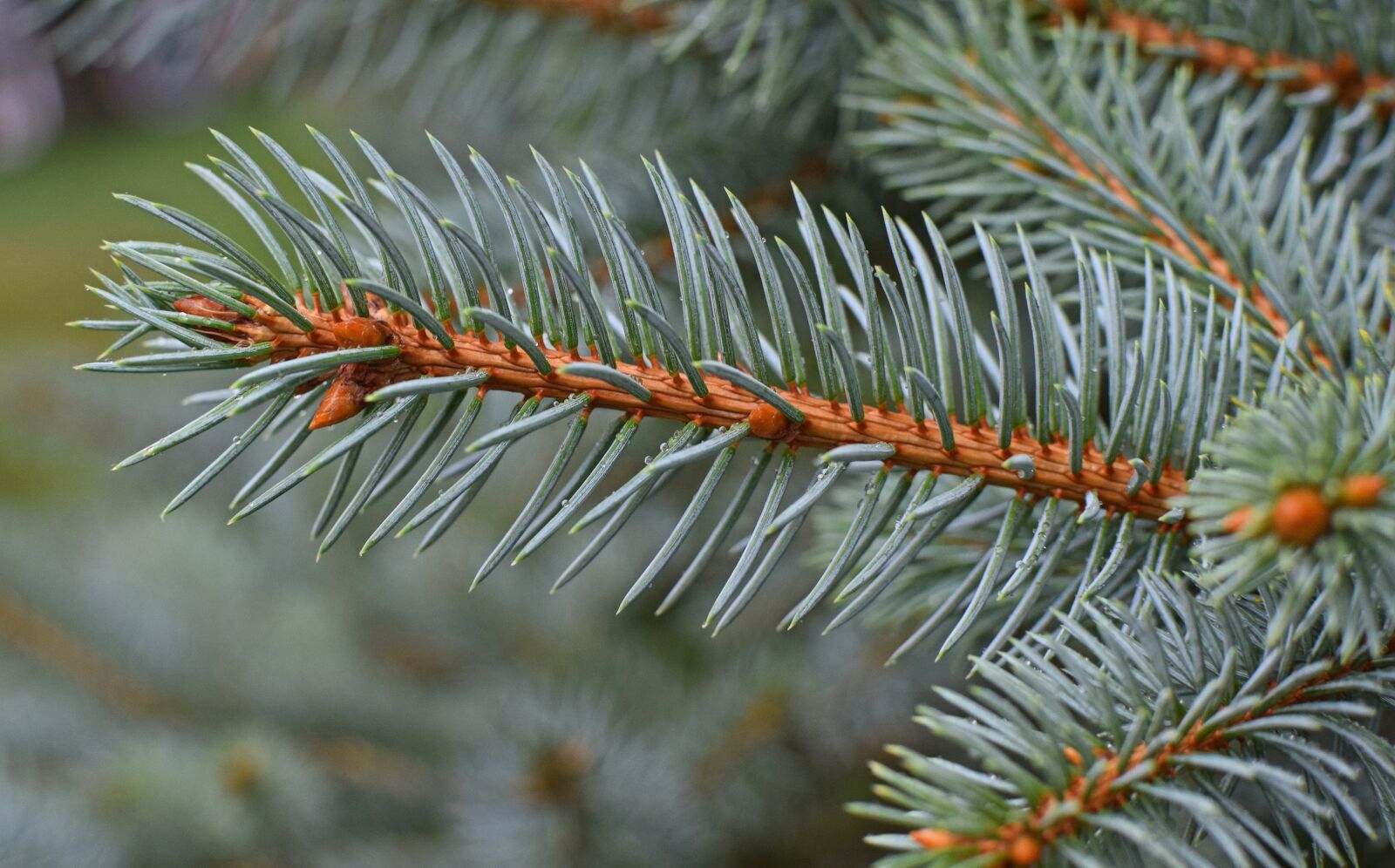 Nikon D3300 sample photo. Rain-wet blue spruce, cones photography