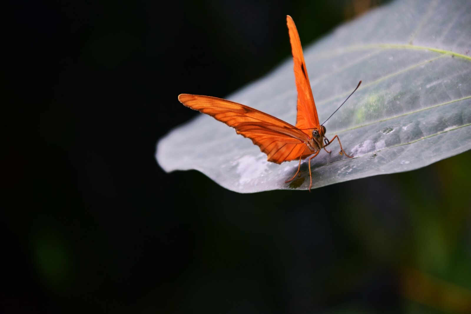 Nikon D3300 sample photo. Torch, dryas julia, butterfly photography
