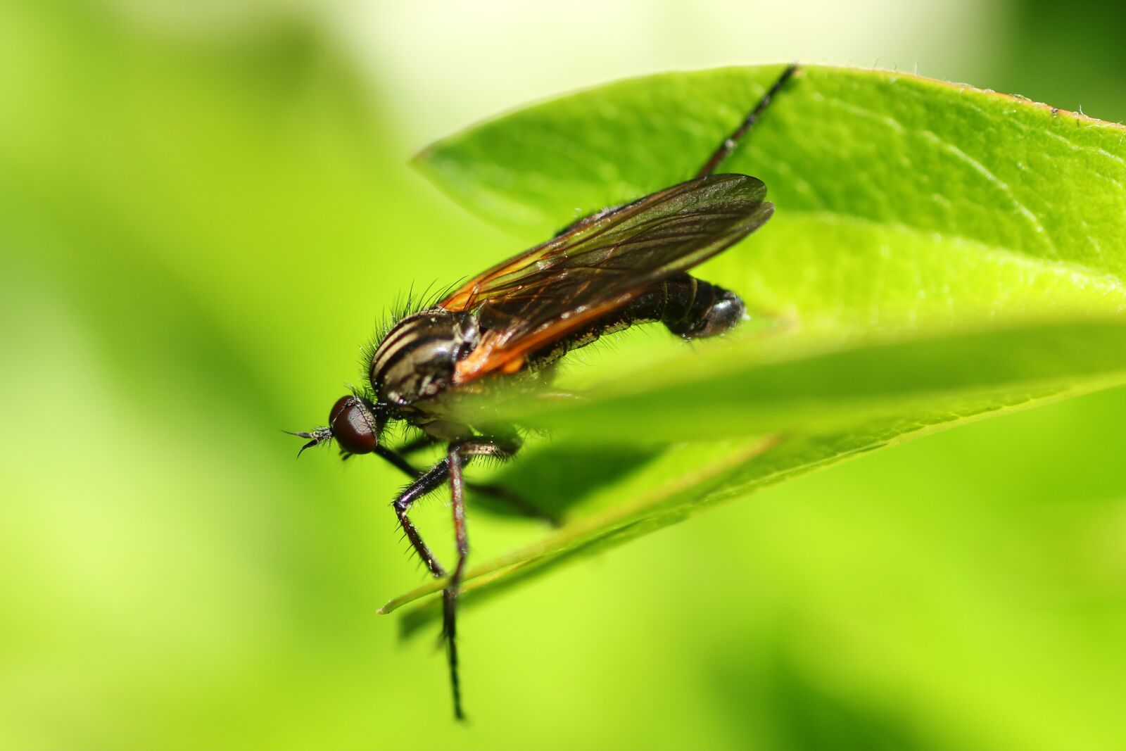 Tamron SP 90mm F2.8 Di VC USD 1:1 Macro sample photo. Dance fly, fly, insect photography