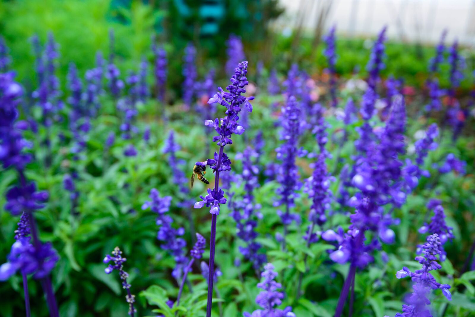 Nikon D600 sample photo. Lavender, natural, united in photography