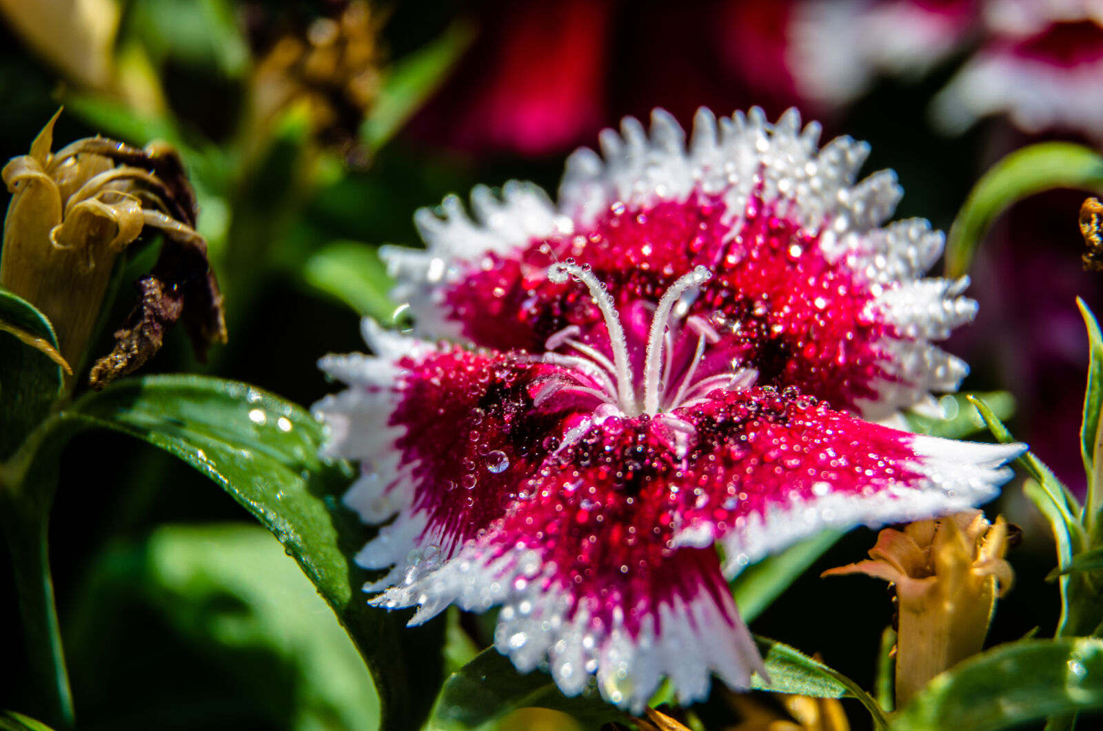 Nikon D5100 sample photo