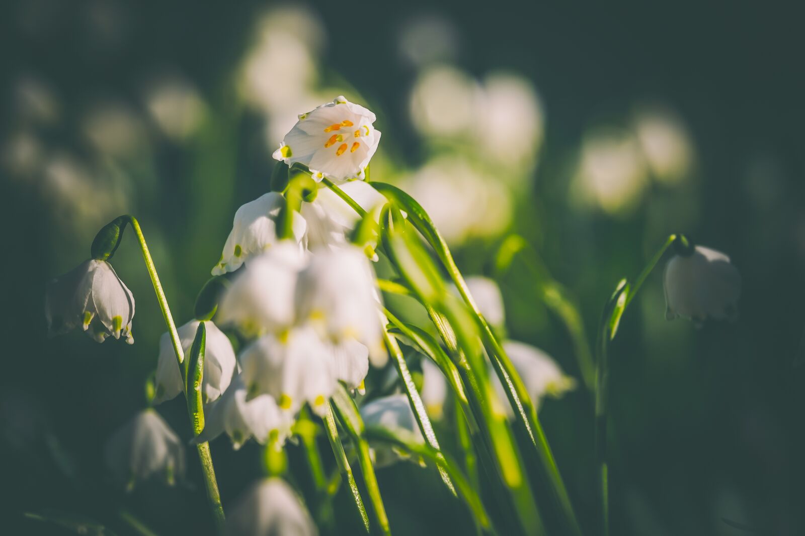 Fujifilm XF 55-200mm F3.5-4.8 R LM OIS sample photo. Snowflake, flower, blossom photography