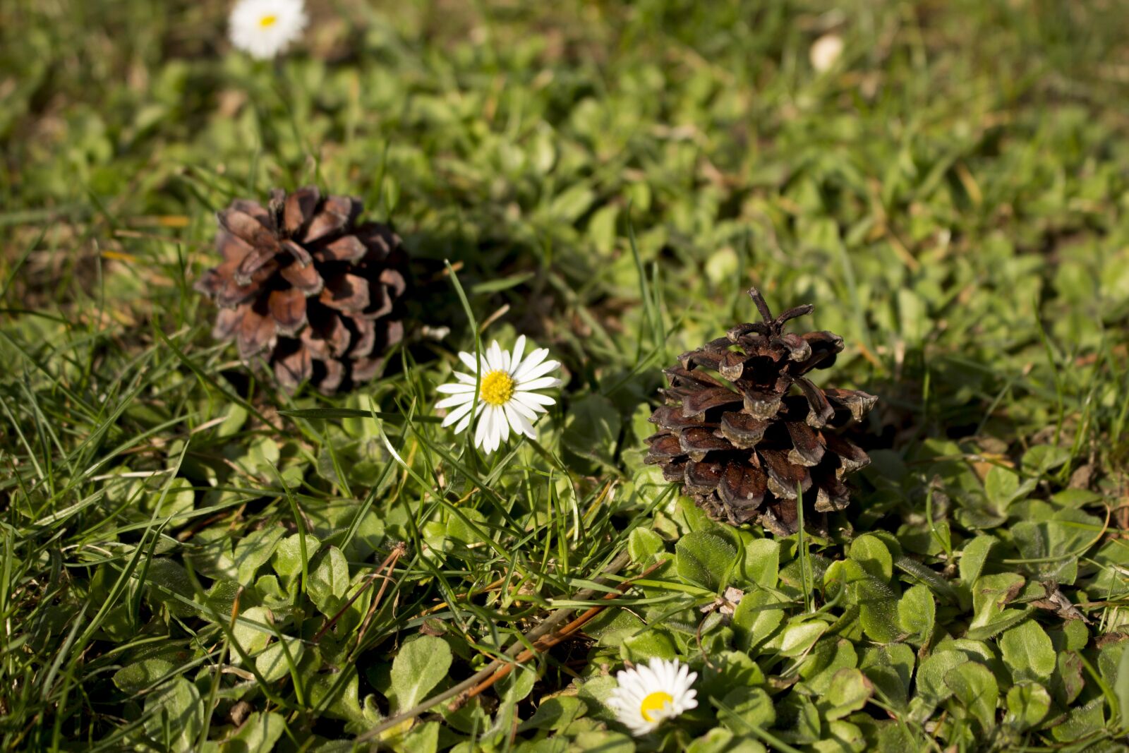 Canon EOS 650D (EOS Rebel T4i / EOS Kiss X6i) + Canon EF-S 18-55mm F3.5-5.6 IS STM sample photo. Nature, flower, yellow photography