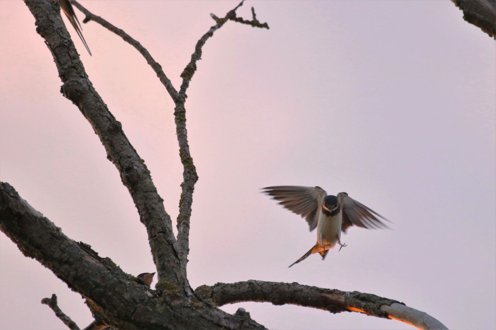 Canon EOS 80D sample photo. Tree, swallow, bird photography