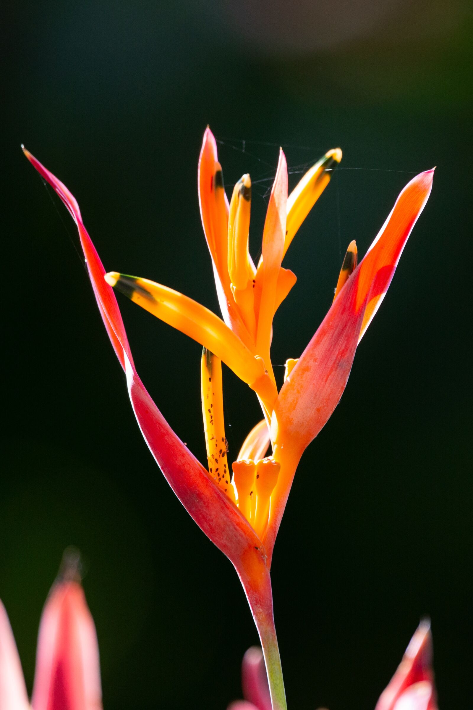 150-600mm F5-6.3 DG OS HSM | Contemporary 015 sample photo. Bird of paradise flower photography
