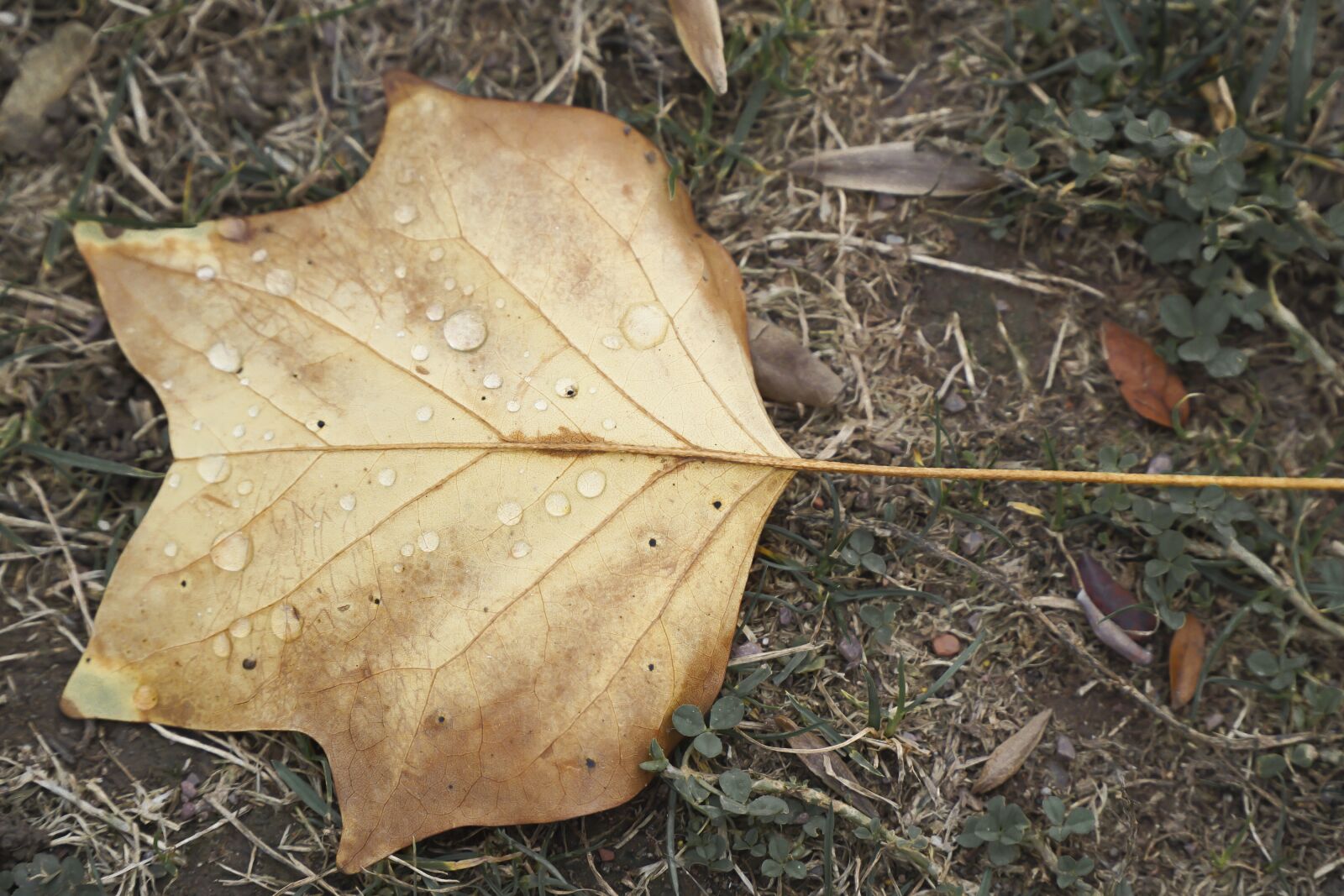 Sony a6000 sample photo. Leaf, autumn, nature photography