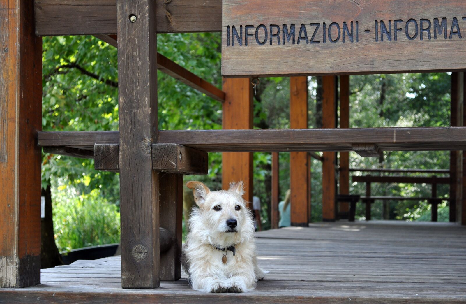 Nikon D5000 sample photo. Dog, reception, guardian photography