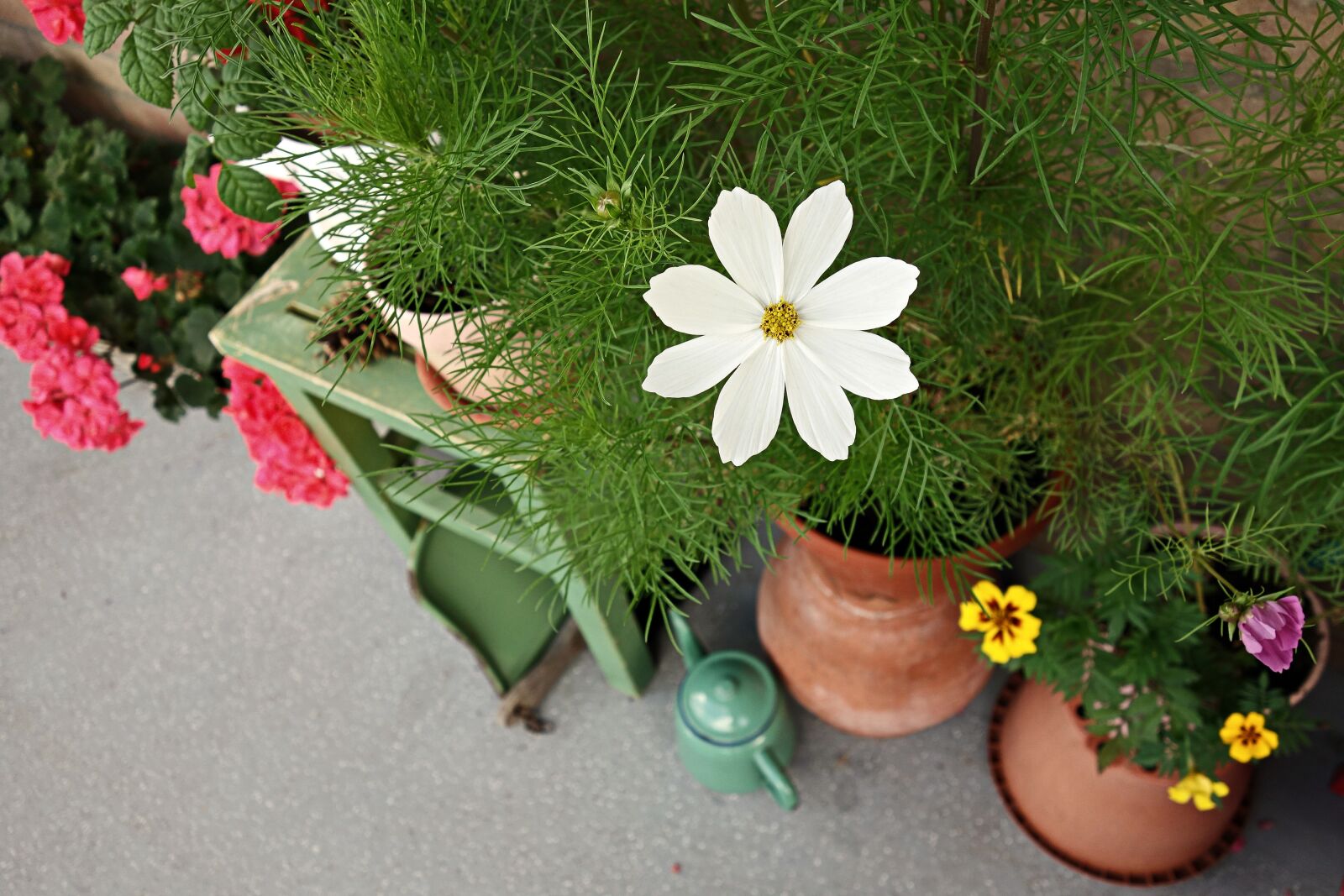 Sony Cyber-shot DSC-RX100 sample photo. Cosmea, flower, garden photography