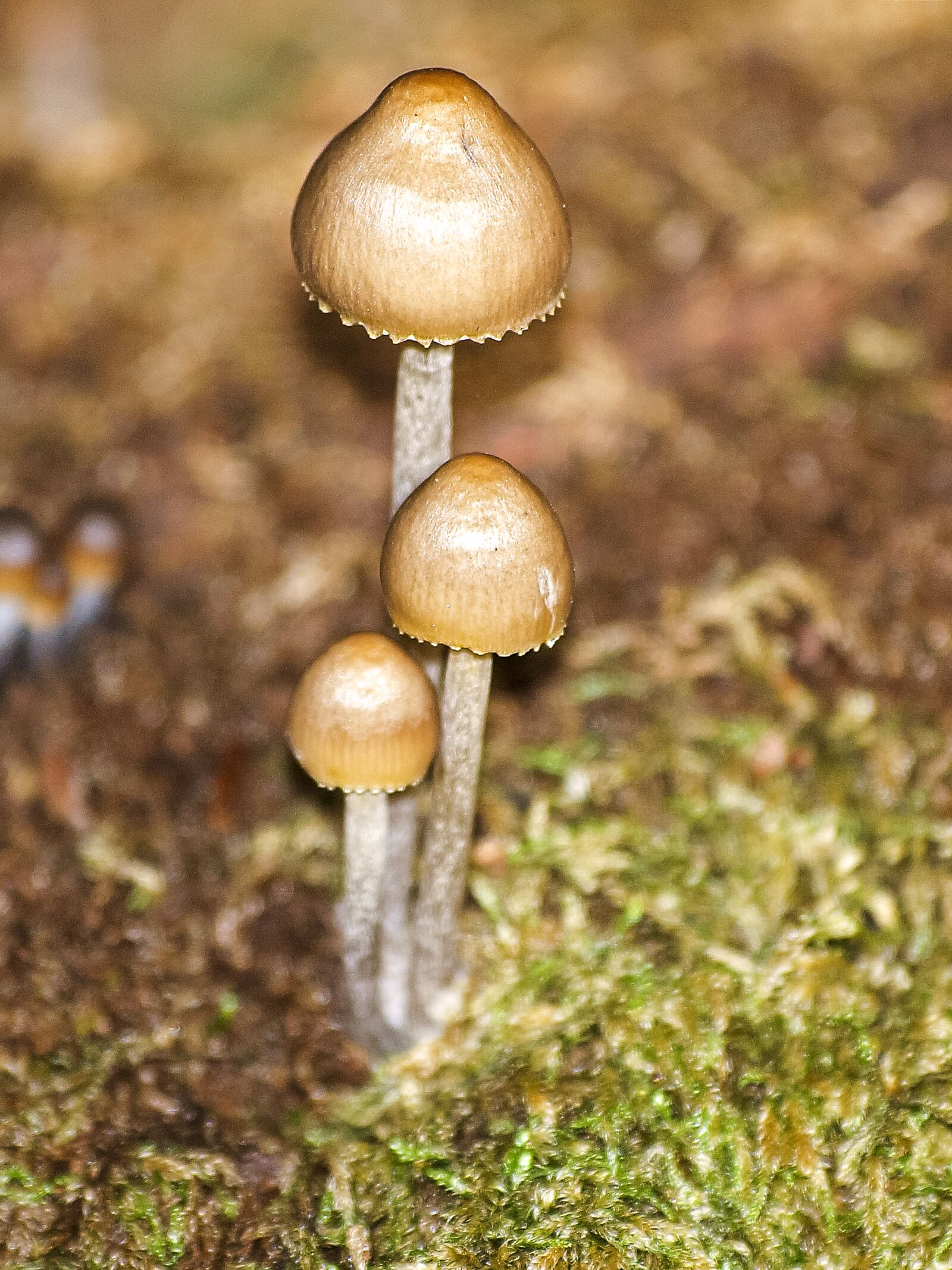 Olympus E-3 sample photo. Mushroom, forest, autumn photography