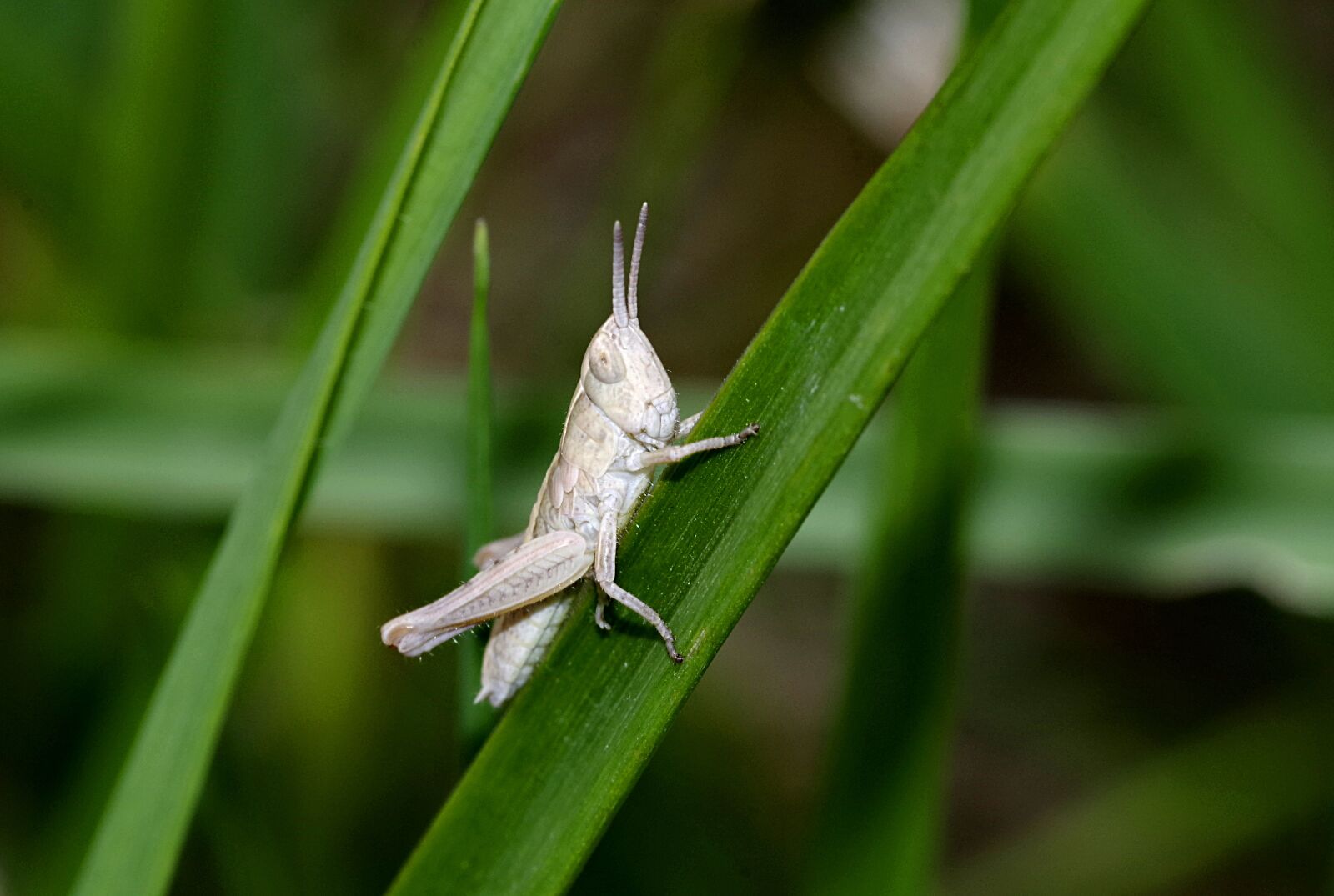 Pentax K-S2 sample photo. Grasshopper, insect, tettigonia viridissima photography