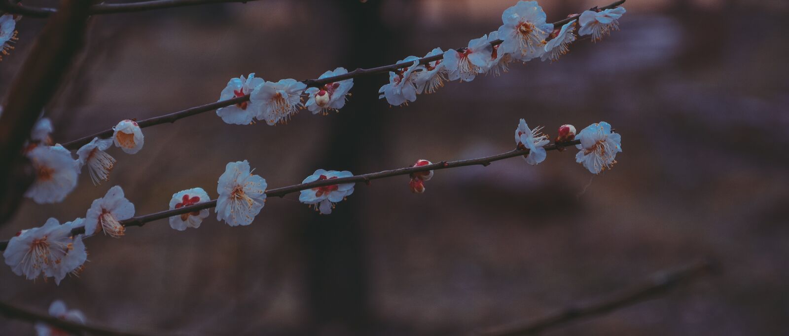 Nikon D7100 sample photo. China wind, suzhou, fragrant photography
