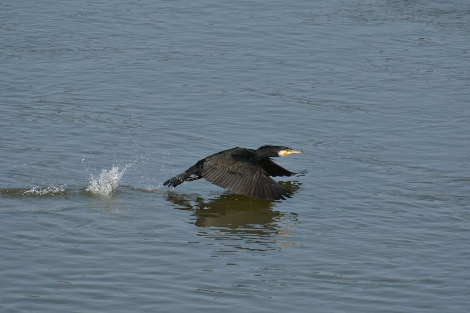 Nikon D7200 sample photo. Animal, river, waterside photography