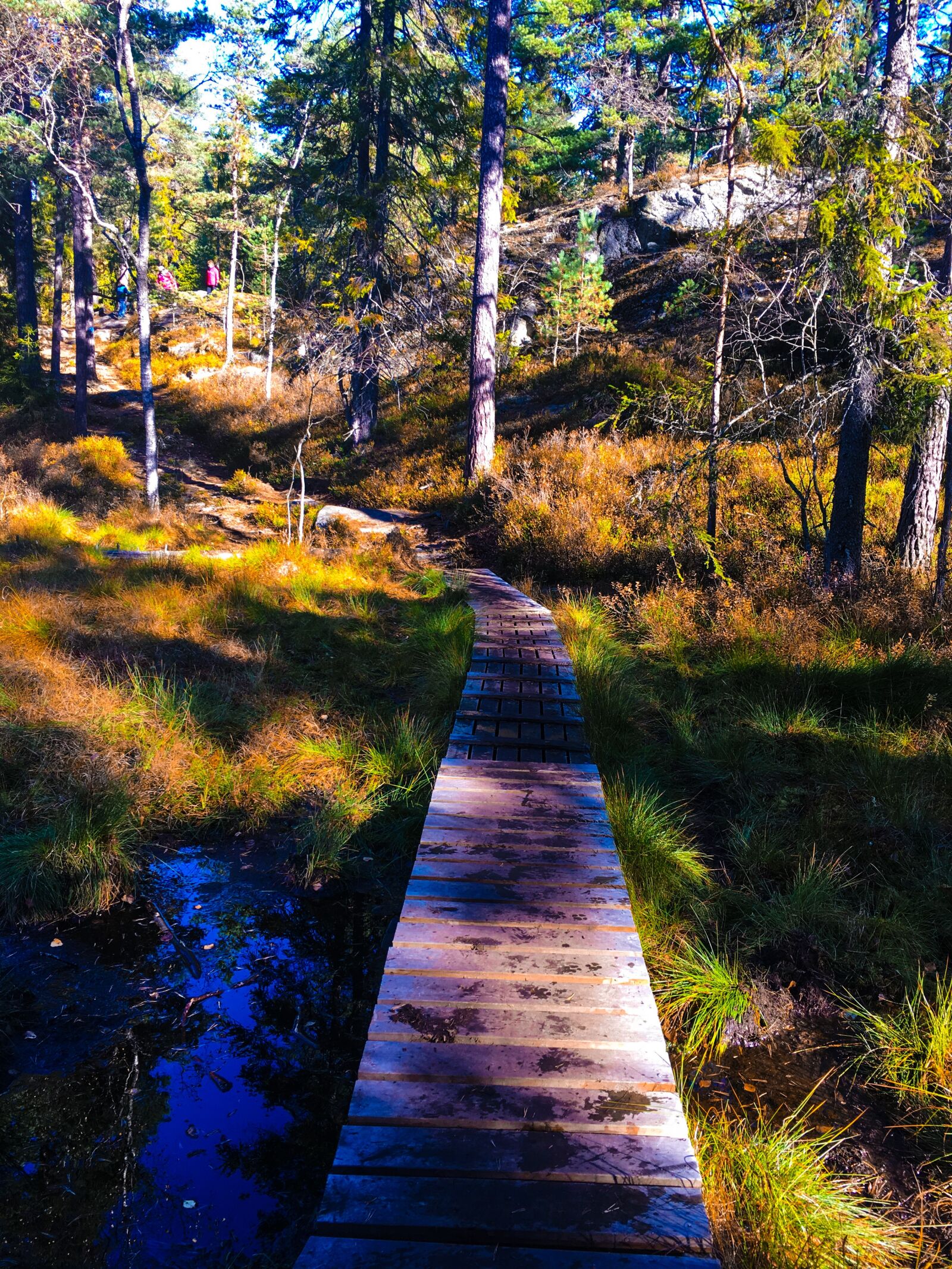 Apple iPhone 6s sample photo. Forest, path, trees photography