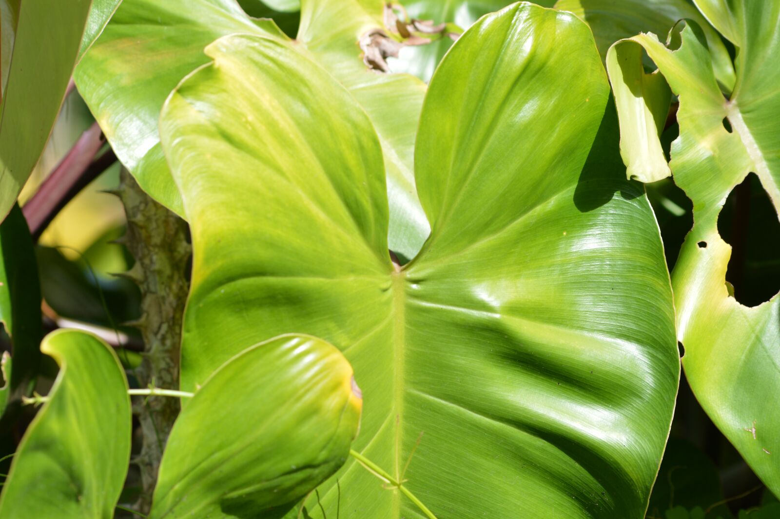 Nikon D3200 sample photo. The green leaf, tropics photography