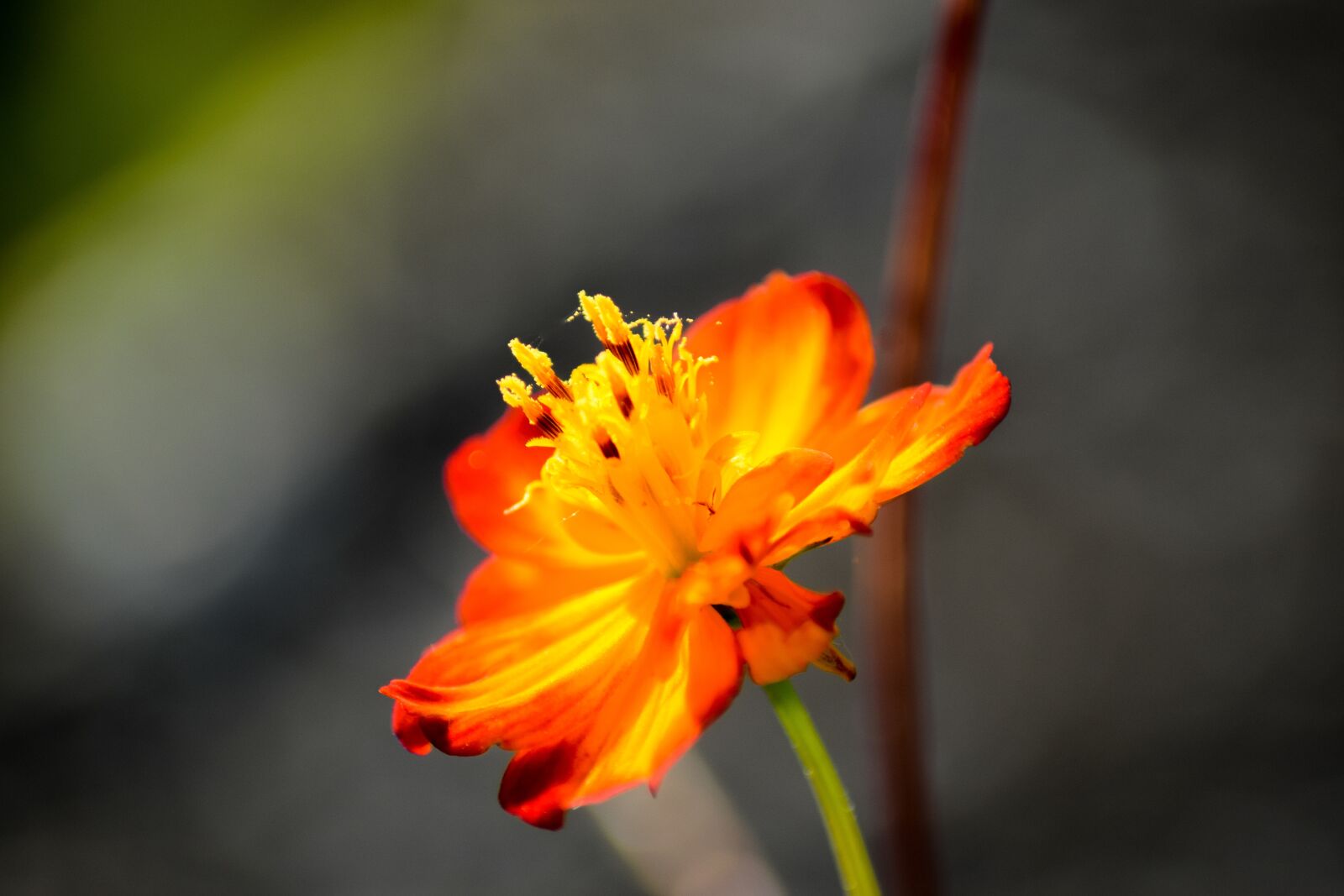 Nikon D5300 sample photo. Orange blossom, flower, flower photography