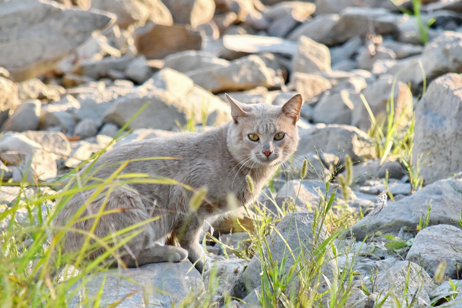 Nikon D5500 sample photo. Big rocks, curiosity, domestic photography