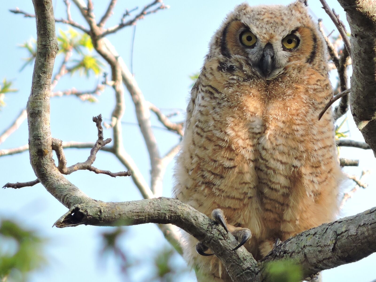 Nikon Coolpix P530 sample photo. Great horned owl, great photography