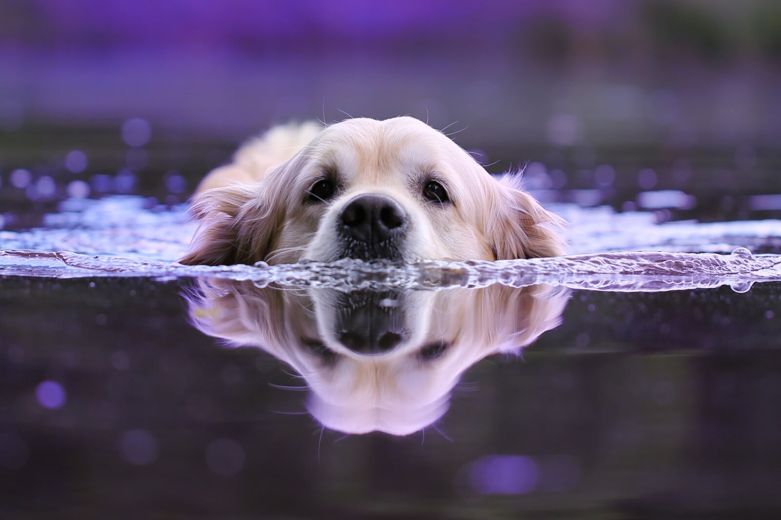 Canon EF 100mm F2.8L Macro IS USM sample photo. Dog, water, wet photography