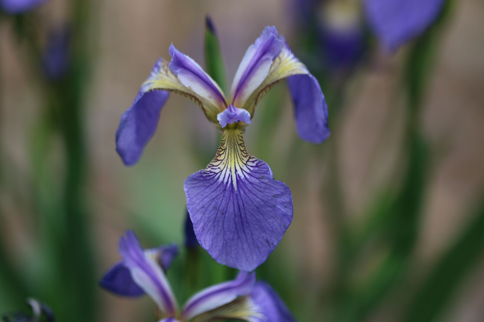 Canon EOS 750D (EOS Rebel T6i / EOS Kiss X8i) sample photo. Pond, plants, behold photography