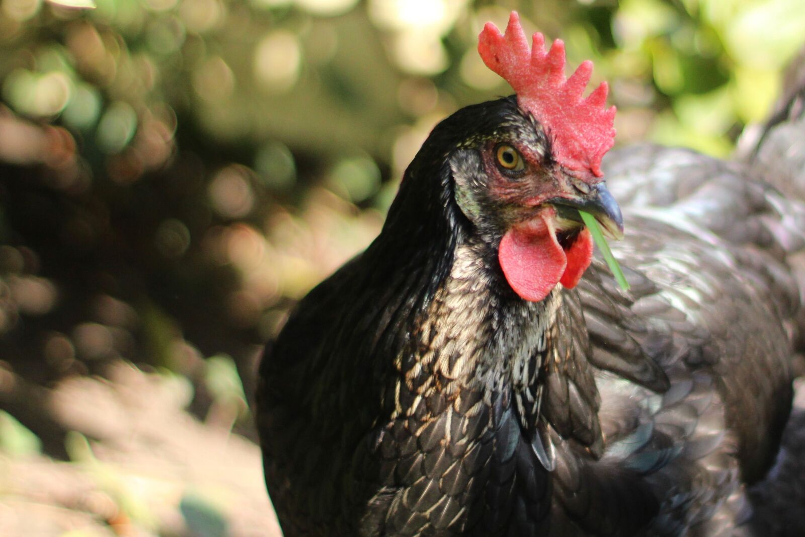 Canon EOS 2000D (EOS Rebel T7 / EOS Kiss X90 / EOS 1500D) sample photo. Chicken, hen, poultry photography