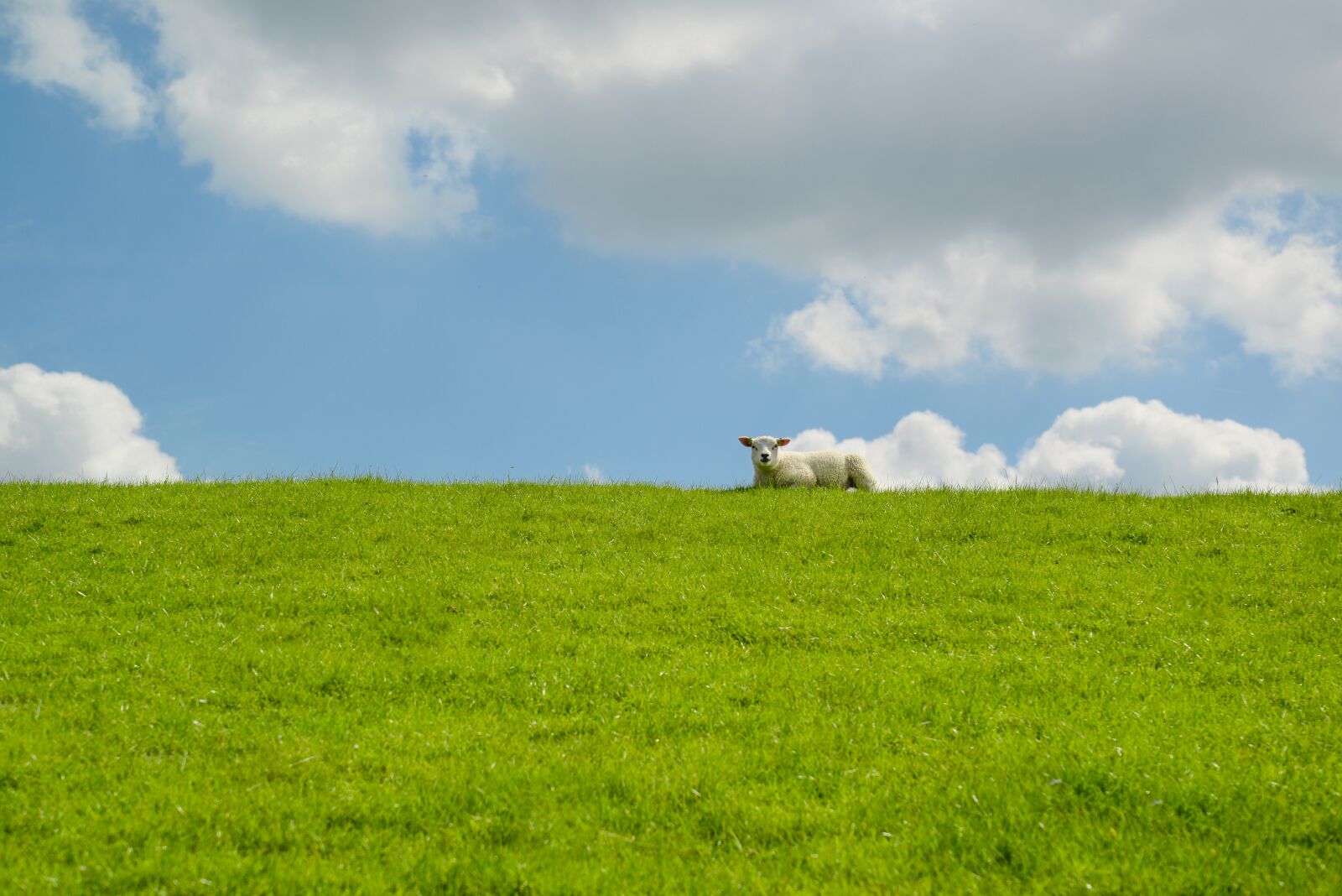 Nikon D610 sample photo. Lamb, resting, dike photography