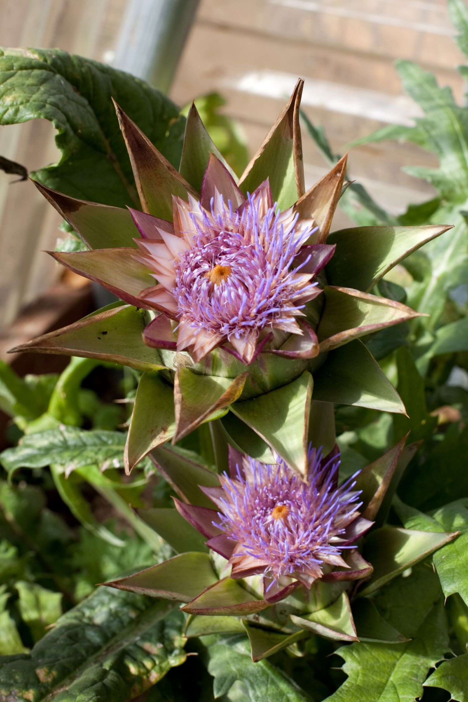 Canon EOS 5D Mark II sample photo. Artichoke, flower, vegetable photography
