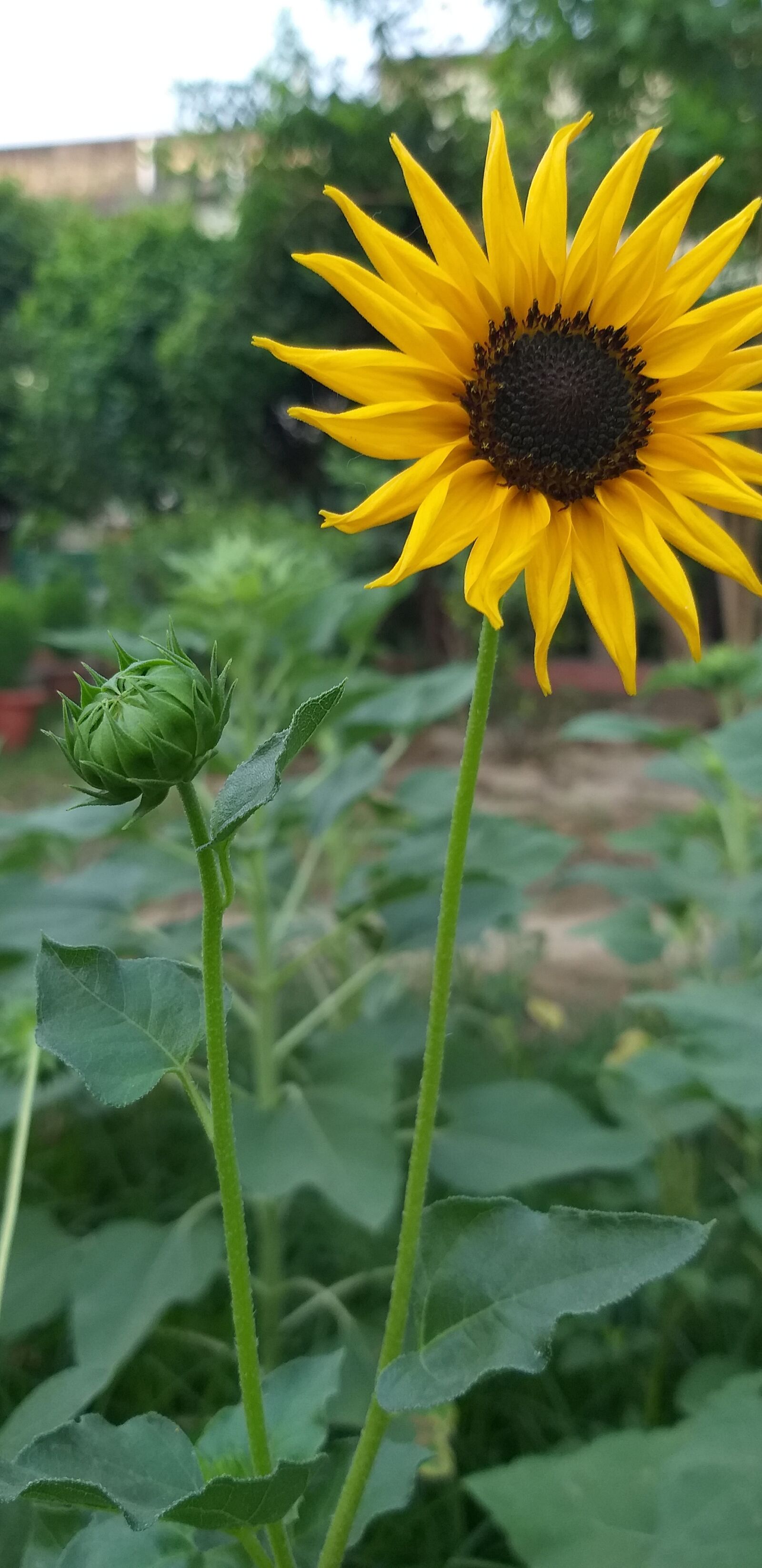 Samsung Galaxy J8 sample photo. Sunflower, nature, bloom photography