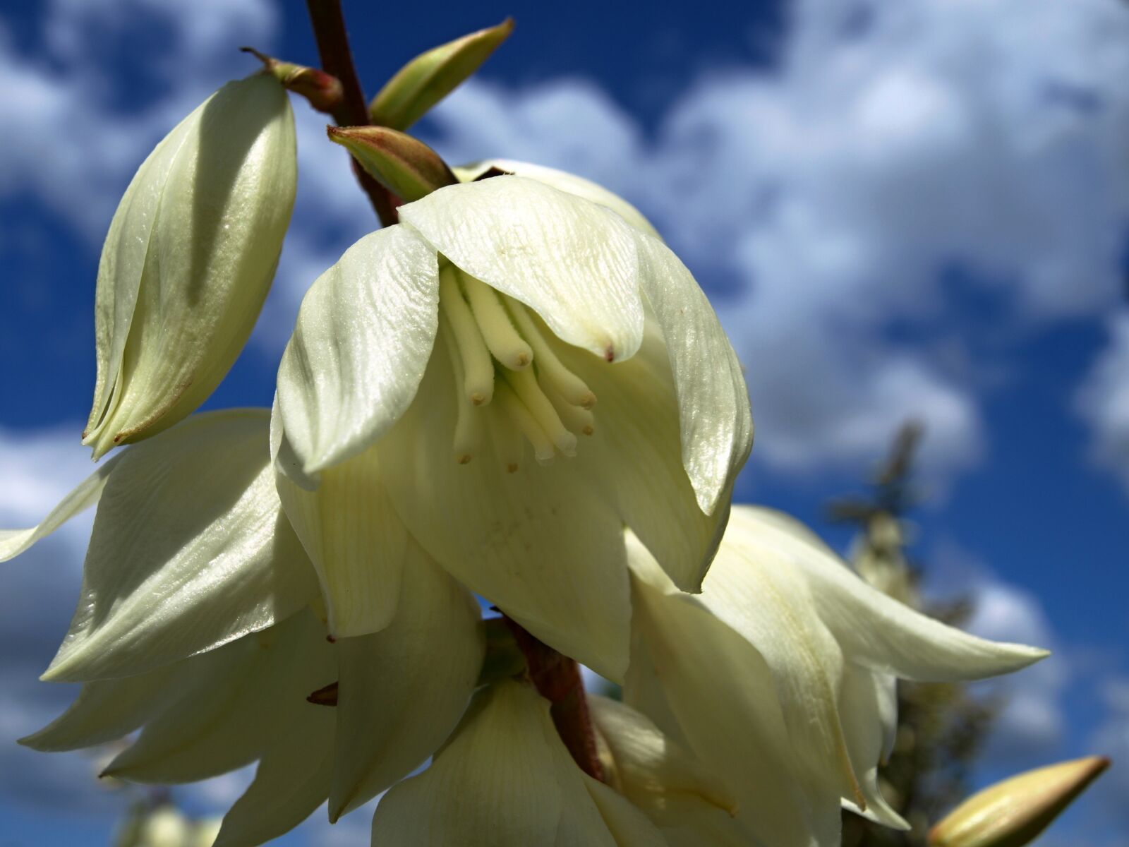 Olympus E-510 (EVOLT E-510) sample photo. White flower, the sky photography