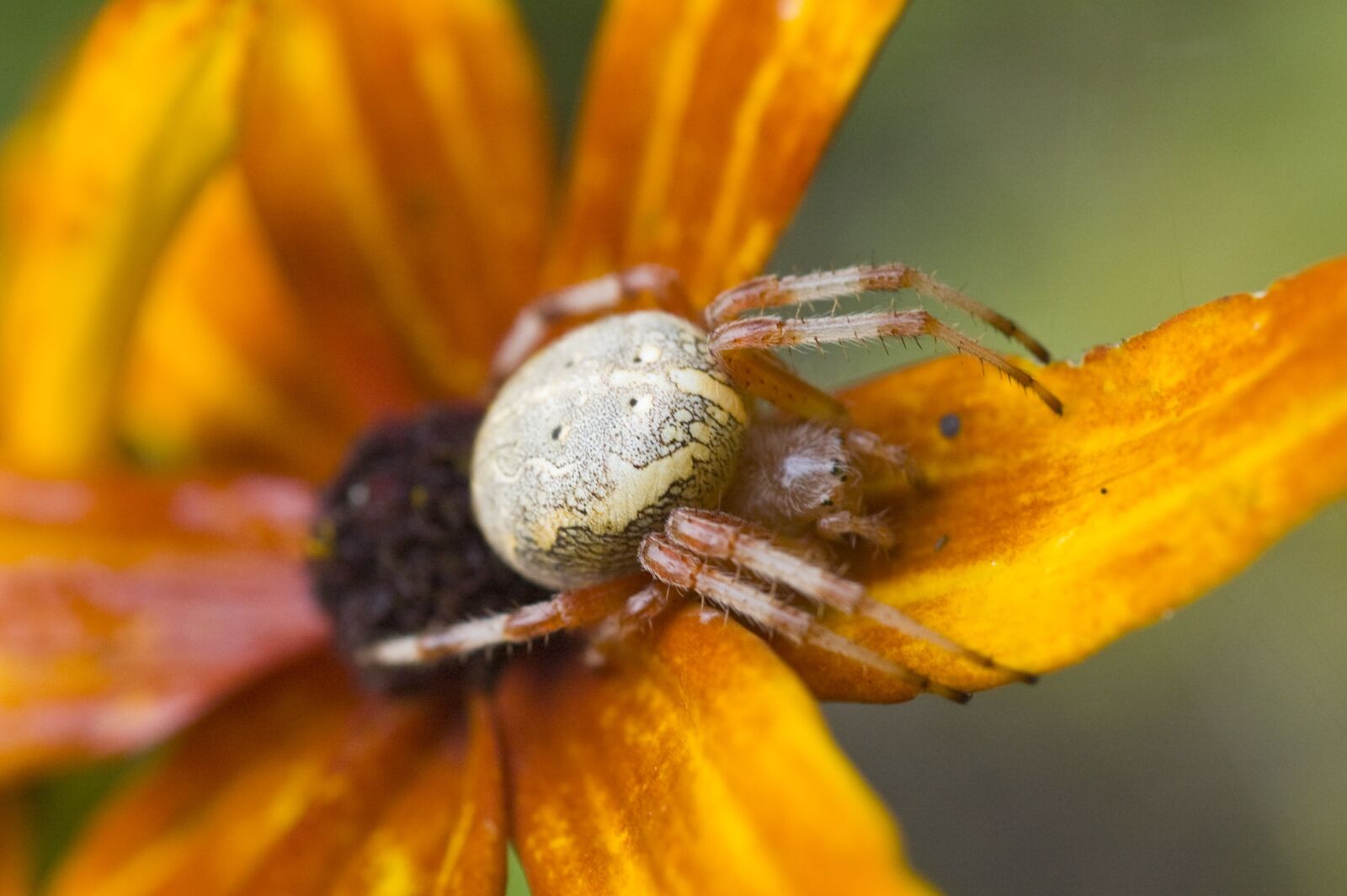 Nikon D70s sample photo. Nature, spider, flower photography