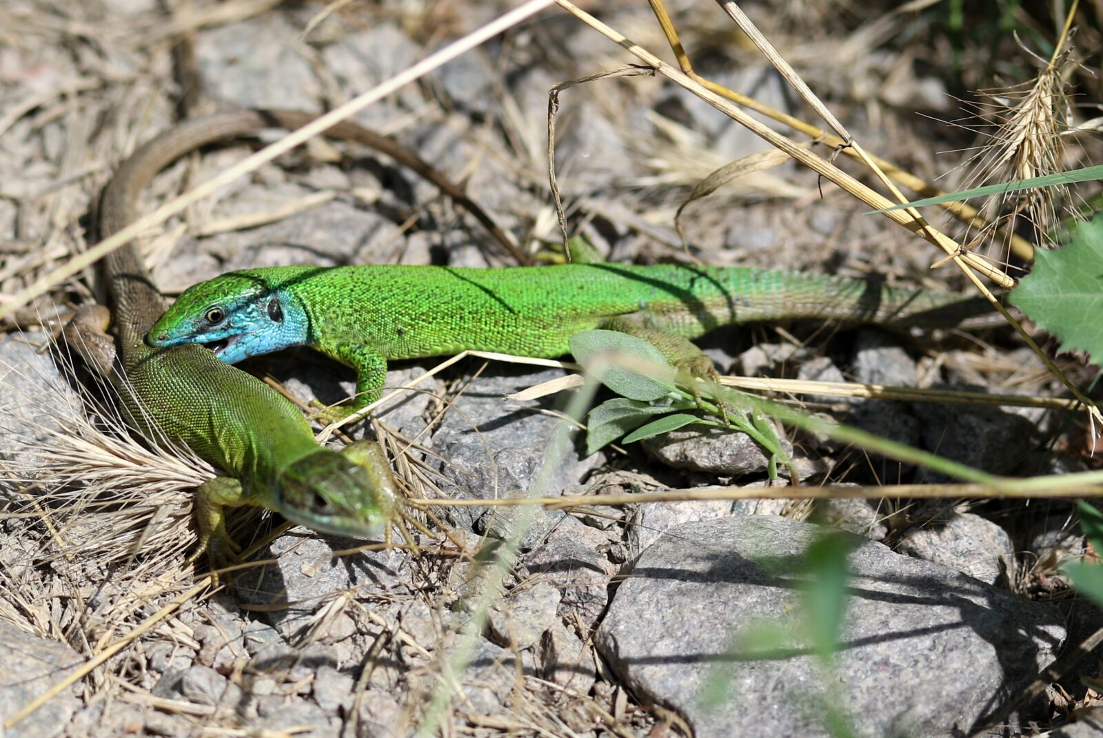 Canon EF-S 60mm F2.8 Macro USM sample photo. The lizard, mating, green photography