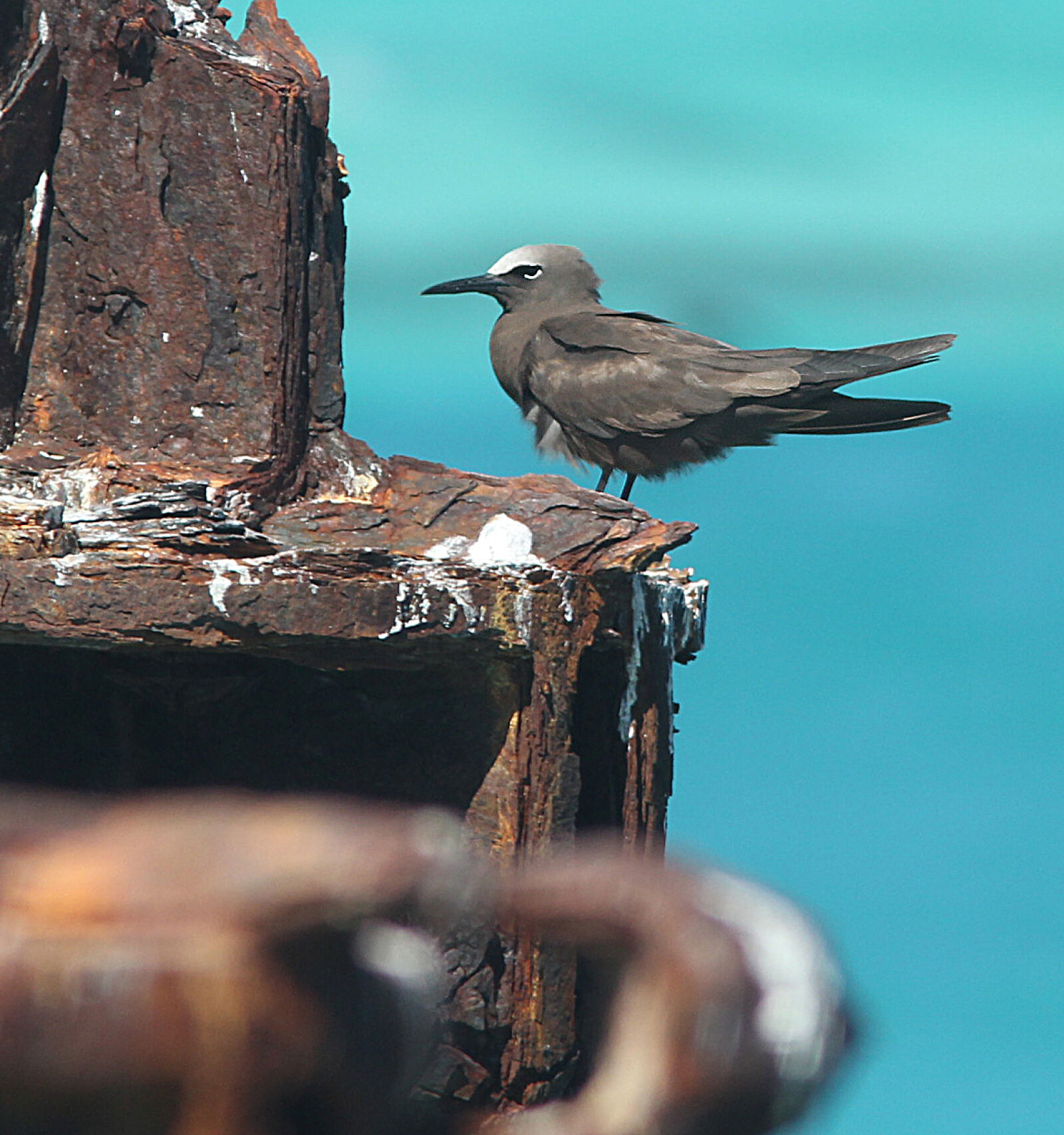 Canon EF 300mm F4L IS USM sample photo