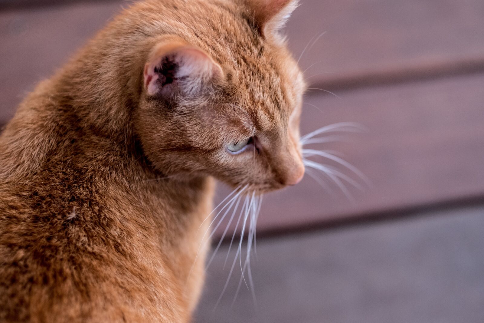 Fujifilm X-T2 + Fujifilm XF 56mm F1.2 R sample photo. Cat, pet, animal photography